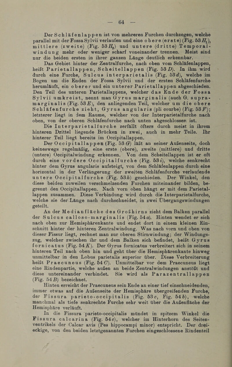 Der Schläfenlappen ist von mehreren Furchen durchzogen, welche parallel mit derFossaSylvii verlaufen und eine obere (erste) (Fig. 53H1), mittlere (zweite) (Fig. 53iJ2) und untere (dritte) Temporal¬ windung mehr oder weniger scharf voneinander trennen. Meist sind nur die beiden ersten in ihrer ganzen Länge deutlich erkennbar. Das Gebiet hinter der Zentralfurche, nach oben vom Schläfenlappen, heißt Parietallappen, Scheitellappen (Fig. 53 D). In ihm wird durch eine Furche, Sulcus interparietalis (Fig. 53d), welche im Bogen um die Enden der Fossa Sylvii und der ersten Schläfenfurche herumläuft, ein oberer und ein unterer Parietallappen abgeschieden. Den Teil des unteren Parietallappens, welcher das Ende der Fossa Sylvii umkreist, nennt man Gyrus marginalis (auch G. supra- marginalis (Fig. 53E), den anliegenden Teil, welcher um die obere Schläfenfurche zieht, Gyrus angularis (pli courbe) (Fig. 53 F); letzterer liegt in dem Raume, welcher von der Interparietalfurche nach oben, von der oberen Schläfenfurche nach unten abgeschlossen ist. Die Interparietalfurche zerfällt öfters durch meist in ihrem hinteren Drittel liegende Brücken in zwei, auch in mehr Teile. Ihr hinterer Teil liegt bereits im Occipitallappen. Der 0 c c i p i t al 1 ap p e n (Fig. 53 Q) läßt an seiner Außenseite, doch keineswegs regelmäßig, eine erste (obere), zweite (mittlere) und dritte (untere) Occipitalwindung erkennen. Von dem Scheitellappen ist er oft durch eine vordere Occipitalfurche (Fig. 53 i), welche senkrecht hinter dem Gyrus angularis aufsteigt, von dem Schläfenlappen durch eine horizontal in der Verlängerung der zweiten Schläfenfurche verlaufende untere Occipitalfurche (Fig. 537z) geschieden. Der Winkel, den diese beiden zuweilen verschmelzenden Furchen miteinander bilden, be¬ grenzt den Occipitallappen. Nach vorn oben hängt er mit dem Parietal¬ lappen zusammen. Diese Verbindung wird durch die Interparietalfurche, welche sie der Länge nach durchschneidet, in zwei Übergangswindungen geteilt. An der Medianfläche des Großhirns zieht dem Balken parallel der Sulcus calloso-marginalis (Fig. 54a). Hinten wendet er sich nach oben zur Hemisphärenkante und endet dort in einem kleinen Ein¬ schnitt hinter der hinteren Zentralwindung. Was nach vorn und oben von dieser Fissur liegt, rechnet man zur oberen Stirnwindung; der Windungs¬ zug, welcher zwischen ihr und dem Balken sich befindet, heißt Gyrus fornicatus (Fig. 54FT). Der Gyrus fornicatus verbreitert sich in seinem hinteren Teil nach oben hin und geht über die Hemisphärenkante hinweg unmittelbar in den Lobus parietalis superior über. Diese Verbreiterung heißt Praecuneus (Fig. 54 G). Unmittelbar vor dem Praecuneus liegt eine Rindenpartie, welche außen an beide Zentralwindungen anstößt und diese untereinander verbindet. Sie wird als Parazentrallappen (Fig. 54 B) bezeichnet. Hinten erreicht der Praecuneus sein Ende an einer tief einschneidenden, immer etwas auf die Außenseite der Hemisphäre übergreifenden Furche, der Fissura parieto-occipitalis (Fig. 53c, Fig. 54&), welche manchmal als tiefe senkrechte Furche sehr weit über die Außenfläche der Hemisphäre verläuft. In die Fissura parieto-occipitalis mündet in spitzem Winkel die Fissura calcarina (Fig. 54c), welcher im Hinterhorn des Seiten¬ ventrikels der Calcar avis (Pes hippocampi minor) entspricht. Der drei¬ eckige, von den beiden letztgenannten Furchen eingeschlossene Rindenteil