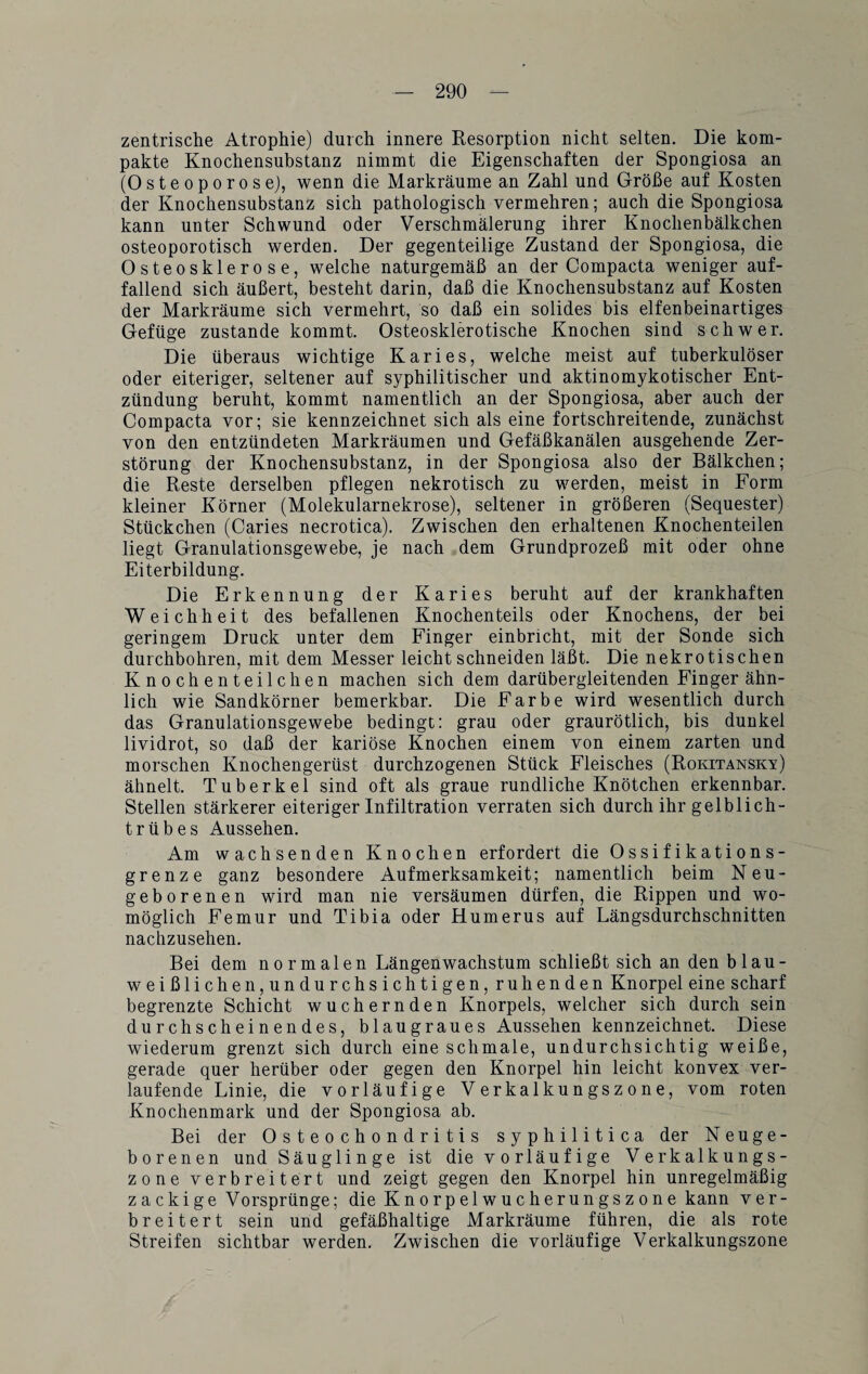 zentrische Atrophie) durch innere Resorption nicht selten. Die kom¬ pakte Knochensubstanz nimmt die Eigenschaften der Spongiosa an (Osteoporose), wenn die Markräume an Zahl und Größe auf Kosten der Knochensubstanz sich pathologisch vermehren; auch die Spongiosa kann unter Schwund oder Verschmälerung ihrer Knochenbälkchen osteoporotisch werden. Der gegenteilige Zustand der Spongiosa, die Osteosklerose, welche naturgemäß an der Compacta weniger auf¬ fallend sich äußert, besteht darin, daß die Knochensubstanz auf Kosten der Markräume sich vermehrt, so daß ein solides bis elfenbeinartiges Gefüge zustande kommt. Osteosklerotische Knochen sind schwer. Die überaus wichtige Karies, welche meist auf tuberkulöser oder eiteriger, seltener auf syphilitischer und aktinomykotischer Ent¬ zündung beruht, kommt namentlich an der Spongiosa, aber auch der Compacta vor; sie kennzeichnet sich als eine fortschreitende, zunächst von den entzündeten Markräumen und Gefäßkanälen ausgehende Zer¬ störung der Knochensubstanz, in der Spongiosa also der Bälkchen; die Reste derselben pflegen nekrotisch zu werden, meist in Form kleiner Körner (Molekularnekrose), seltener in größeren (Sequester) Stückchen (Caries necrotica). Zwischen den erhaltenen Knochenteilen liegt Granulationsgewebe, je nach dem Grundprozeß mit oder ohne Eiterbildung. Die Erkennung der Karies beruht auf der krankhaften Weichheit des befallenen Knochenteils oder Knochens, der bei geringem Druck unter dem Finger einbricht, mit der Sonde sich durchbohren, mit dem Messer leicht schneiden läßt. Die nekrotischen Knochenteilchen machen sich dem darübergleitenden Finger ähn¬ lich wie Sandkörner bemerkbar. Die Farbe wird wesentlich durch das Granulationsgewebe bedingt: grau oder graurötlich, bis dunkel lividrot, so daß der kariöse Knochen einem von einem zarten und morschen Knochengerüst durchzogenen Stück Fleisches (Rokitansky) ähnelt. Tuberkel sind oft als graue rundliche Knötchen erkennbar. Stellen stärkerer eiteriger Infiltration verraten sich durch ihr gelblich¬ trüb es Aussehen. Am wachsenden Knochen erfordert die Ossifikations¬ grenze ganz besondere Aufmerksamkeit; namentlich beim Neu¬ geborenen wird man nie versäumen dürfen, die Rippen und wo¬ möglich Femur und Tibia oder Humerus auf Längsdurchschnitten nachzusehen. Bei dem normalen Längenwachstum schließt sich an den blau¬ weißlichen,undurchsichtigen,ruh enden Knorpel eine scharf begrenzte Schicht wuchernden Knorpels, welcher sich durch sein durchscheinendes, blaugraues Aussehen kennzeichnet. Diese wiederum grenzt sich durch eine schmale, undurchsichtig weiße, gerade quer herüber oder gegen den Knorpel hin leicht konvex ver¬ laufende Linie, die vorläufige Verkalkungszone, vom roten Knochenmark und der Spongiosa ab. Bei der Osteochondritis syphilitica der Neuge¬ borenen und Säuglinge ist die vorläufige Verkalkungs¬ zone verbreitert und zeigt gegen den Knorpel hin unregelmäßig zackige Vorsprünge; die Knorpelwucherungszone kann ver¬ breitert sein und gefäßhaltige Markräume führen, die als rote Streifen sichtbar werden. Zwischen die vorläufige Verkalkungszone