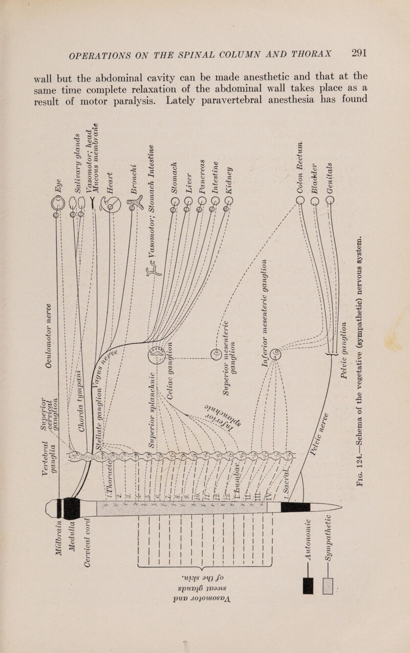 wall but the abdominal cavity can be made anesthetic and that at the same time complete relaxation of the abdominal wall takes place as a result of motor paralysis. Lately paravertebral anesthesia has found Fig. 124.—Schema of the vegetative (sympathetic) nervous system.