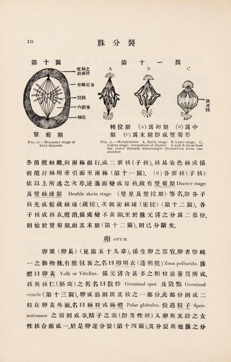 脒分裂 第十圖 第 十一圖 Fig. io.—Monaster stage of Fig. ii.—Metakinesis. A, Early stage. B, Later stage. C, karyokinesis. Latest stage—formation of diaster. A and B show how the sister threads disentangle themselves from one another. 各循欖相離。向兩極而行.成二新核（子核).核易染色絲或係 被欖孖絲所牽引而至兩極（第十一圖).（6)各新核（子核） 依以上所述之次序.逆進而變成母核.故有雙菊期Diaster stage 及雙絲球期Double skein stage (雙星及雙拉期）等名.卽各子 核先成鬆疏絲球（疏I它).次稠密絲球（密铊）（第十二圖).各 子核成核衣.欖消.攝處變不甚鼠至於脒元醫之分爲二部份. 則始於雙菊期.而其末期（第十二圖).則已分斷矣. 卵OVUM 卵腺（卵巢）（見第五十九章).係生卵之器官.卵者卽純 一之動物脉•有膜包裹之•名曰规里存（透明膜）Zona pellucida.脒 體曰變g Yolk or Vitellus.係元醫含甚多之顆粒滋養質所成. 核與核仁（胚斑）之舊名曰数# Germinal spot及啟黑占Germinal vesicle (第十三圖).卵成熟則出其核之一部份.此部份則成二 粒在卵黃外面名曰極粒或極體Polar globules•倘遇精子Sper- matozoon之頭則成孕•精子之頭（卽男性核）入卵與其餘之女 性核合而成一•於是卵遂分裂（第十四圖)•其分裂與他脒之分 徽連絲