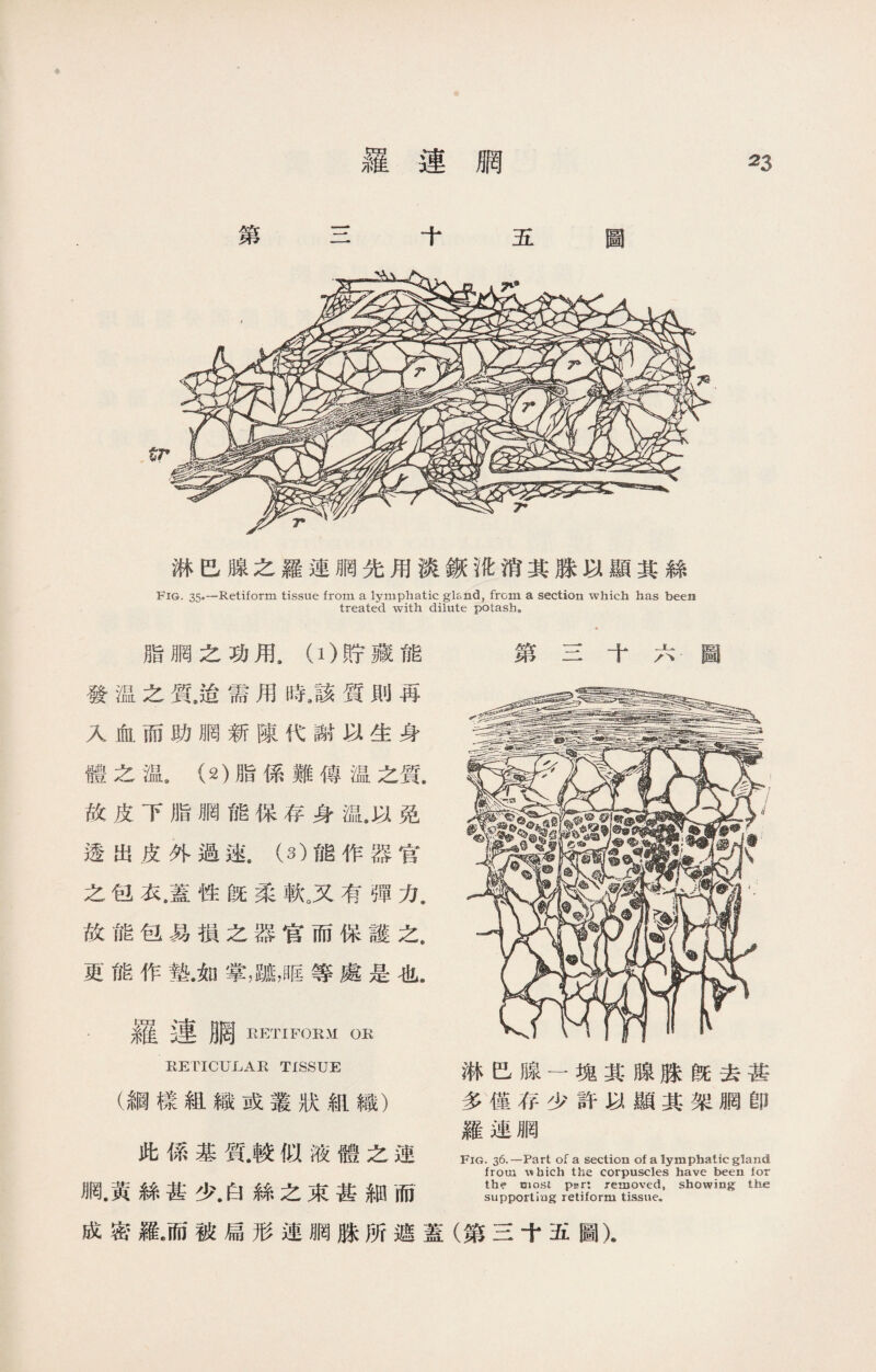 淋巴腺之羅連網先用淡鈒讹消其脒以顯其絲 Fig. 35*—Retiform tissue from a lymphatic gland, from a section which has been treated with dilute potashe 脂胴之功用9 (i)貯藏能 發温之質尨需用時,該質則再 入血而助胴新陳代謝以生身 體之溫a (2)脂係難傳温之質. 故皮下脂網能保存身温.以免 透出皮外過速.（3)能作器官 之包衣，蓋性旣柔軟。又有彈力. 故能包易損之器官而保護之, 更能作墊.如掌，躂，眶等處是也. .羅連胴 EP：TIFORM OR RETICUJLAR TISSUE (綱樣組織或叢狀組織） 此係基質.較似液體之連 網.黃絲甚少.白絲之束甚細而 第三十六圖 淋巴腺一塊其腺脒旣去甚 多僅存少許以顯其架胴卽 羅連胴 Fig. 36.—Part of a section of a lymphatic gland from which the corpuscles have been for the most psr: removed, showing the supportiag retiform tissue* 成密羅•而被扁形連胴脒所遮蓋（第三十五圖).