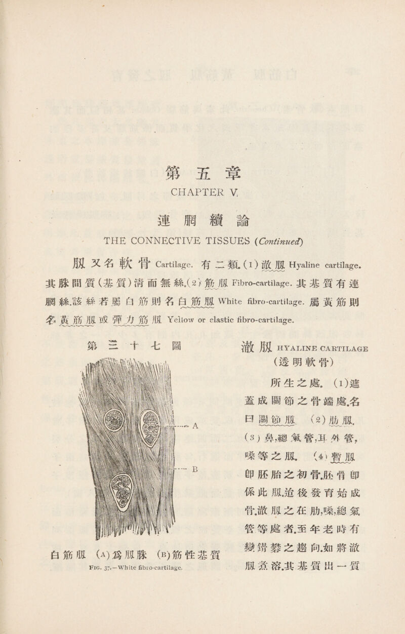 第五章 CHAPTER V THE CONNECTIVE TISSUES {Continued) 紐又名軟骨 Cartilage.有二類•（ 1 )澈月3 Hyaline cartilage. 其脒間質（基質)淸而無絲•(>}: MB Fibro-cartilage.其基質有連 網絲.該絲若屬白筋則名白筋脰White fibro-cartilage.屬黃筋則 名黃筋服或彈力筋舰 Yellow or elastic fibro-cartikge. 第二十七圖 白筋靱（A)爲舰腺（B)筋性基質 Fig. 37* —White fibro-cartilage. 澈月E HYALINE CARTILAGE (透明軟骨） 所生之處》(1)遮 蓋成關節之骨端處.名 曰關節舰(2)肋瓶， —<- .一-..- (3)鼻，總氣管，耳外管， 嗓等之服 暫服 卽胚胎之初骨.胚f卽 係此孤•途後發育始成 骨8澈瓶之在肋，嗓，總氣 管等處者。至年老時有 變锴鬱之趨向.如將澈 朋:煮溶.其基質出一質
