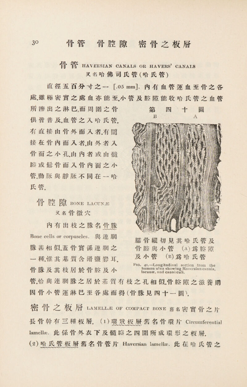 3。 骨管骨腔隙密骨之板層 骨管 HAVERSIAN CANALS OR HAVERS’ CANALS 叉名哈怫司氏管（哈氏管） 直徑五百分寸之一[.05 mm].內有血管運血至骨之各 處•雖極密實之處血亦能至.小管及腔隙能收哈氏管之血管 第 四十圖 所滲出之淋巴。而周圍之骨 俱皆普及9血管之入哈氏I 有直接由骨外而入者洧間 接在骨內而入者9由外者入 骨面之小孔6由內者或由髓 腔或鬆骨而入骨內面之小 管。動脉與靜豚不同在一哈 氏管. 骨腔隙 BONE LACUNAE 叉名骨微穴 內有出枝之脒名骨脒 Bone cells or corpuscles.與連月罔 脉甚相似》蓋骨實係連胴之 一種其基質含蹐鹽礬耳， 骨脒及其枝居於骨腔及小 B A 臑骨縱切見其哈氏管及 骨腔與小管 （A)爲腔隙 及小管 （B)爲哈氏管 Fig* 4^—Longitudinal section from the human ulna showing Haversian canals, lacuuse, and canaliculi. 管》恰與連胴脒之居於基質有枝之孔相似.骨胳隙之滋養則 因骨小管運淋巴至各處而得（骨脒見四十一圖、， 密骨之板‘層LAMELLA of compact bone舊名密實骨之片 長骨幹有三種板層.（1 )環狀板層舊名骨環片Circumferential lamella此係骨外衣下及髓腔之四圍所成環形之板層， (2)哈氏管板層舊名骨管片Haversian lamella?.此在哈氏管之