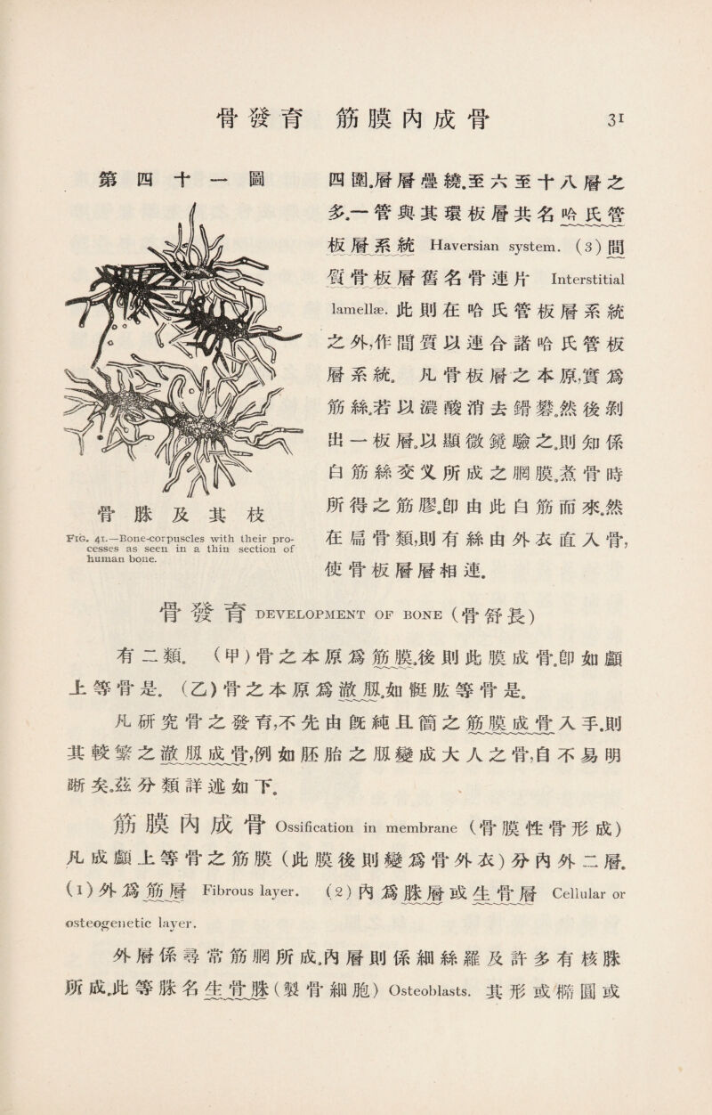 四圍,層層疊繞.至六至十八層之 多,一管與其環板層共名哈氏管 板層系統 Haversian system. (3)間 質骨板層舊名骨連片Interstitial lamellee. 此則在哈氏管板層系統 之外，作間質以連合諸哈氏管板 層系統a凡骨板層之本原，實爲 筋絲3若以濃酸消去猾歎然後剝 出一板層3以顯微鏡驗之8則知係 白筋絲交义所成之胴膜3煮骨時 所得之筋膠身由此白筋而來然 在扁骨類，則有絲由外衣直入骨， 使骨板層層相連. 骨發育 DEVELOPMENT OF BONE (骨舒長） 有二類.（甲）骨之本原爲筋膜9後則此膜成骨^卽如顱 上等骨是8 (.乙》骨之本原爲澈瓶3如艇肱等骨是。 死研究骨之發育，不先由旣純i簡之筋膜成骨入手J!j 其較繁之澈瓶成骨，例如胚胎之瓶變成大人之骨，自不易明 晰矣3茲分類詳述如下@ 、 筋膜內成骨 Ossification in membrane (骨膜性骨形成) 凡成顱上等骨之筋膜（此膜後則變爲骨外衣）分內外二層. (1)外爲廢、層Fibrous layer. ( 2 )內爲脒層或生骨層Cellular or -»>/•--- osteogenetic layer. 外層係尋常筋胴所成#內層則係細絲羅及許多有核脒 所成.此等腺名隹塍(製骨細胞〉Osteoblasts.其形或備圓或 第四十一圖 Fig. 4^*—Bone-corpuscles with their pro¬ cesses as seen in a thin section of human bone.