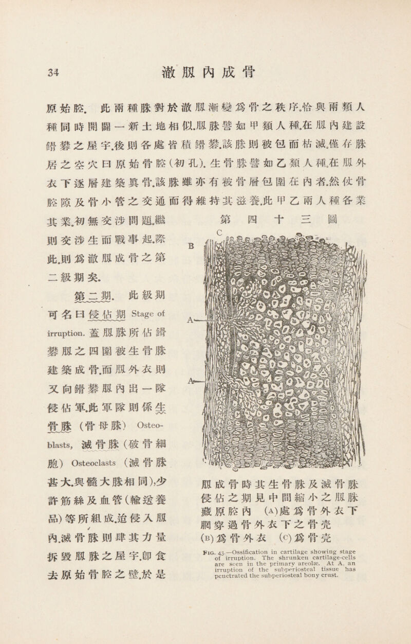 原始腔•此兩種脒對於澈瓶漸變爲骨之秩序。恰與兩類人 種同時開闢一新土地相似JS脒譬如甲類人種。在瓶內建設 错礬之屋宇.後則各處皆積婿變•該脒則被包而枯滅9僅存脒 居之空穴曰原始骨腔（初孔)•生骨脒譬如乙類人種3在瓶外 衣下逐層建築眞骨.該脒雖亦有被骨層包圍在內者^然仗骨 腔隙及骨小管之交通而得維持其滋養•此甲乙兩人種各業 其氣初無交涉問題•繼 則交涉生而戰事起•際 此„則爲澈胍成骨之第 二級期矣. 第二期.此級期 可名曰侵佔期Stage of irruption.蓋孤滕所佔鑽 礬®之四圍被生骨脒 建築成骨.而孤外衣則 又向蹐礬瓶內S—隊 侵佔軍•此軍隊則係隹 骨脒（骨母脒）Osteo- blasts,滅骨脒（破骨細 胞）Osteoclasts (滅骨滕 甚大.與髓大脒相同)，少 許筋絲及血管（輸送養 品）等所組成.适侵入瓶 內.滅骨k則肆其力量 拆毁瓶脒之屋宇.卽食 去原始骨腔之壁,於是 孤成骨時其生骨脒及滅骨滕 侵佔之期見中間縮小之孤腺 藏原腔內（A)處爲骨外衣下 胴穿過骨外衣下之骨壳 0)爲骨外衣（C)爲骨壳 Fig. 43 —Ossification in cartilage showing stage of irruption. The shrunken cartilage-cells are seen in the primary areolse. At A, an irruption of the subperiosteal tissue has penetrated the subperiosteal bony crust.