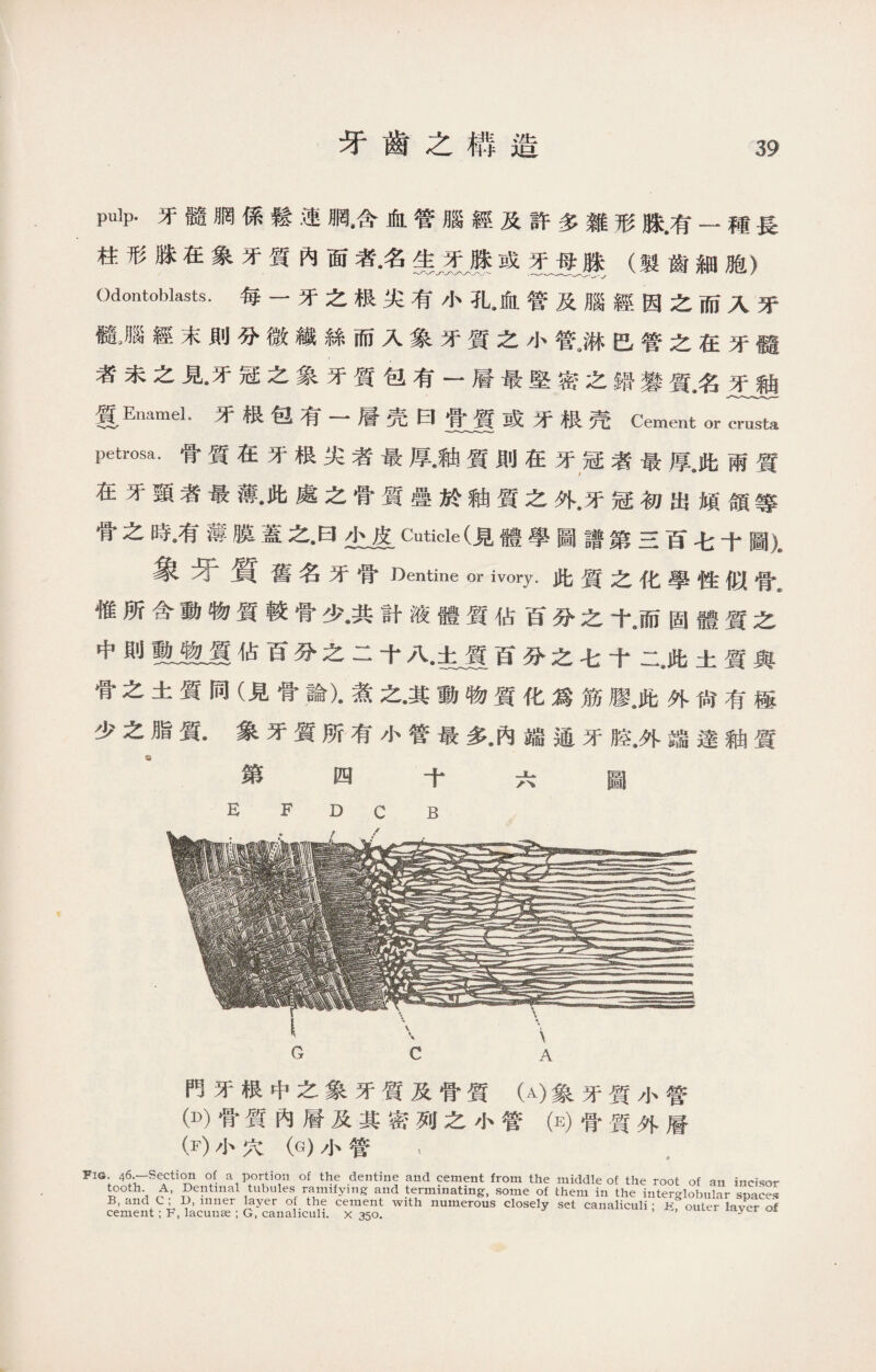 牙齒之構造 pulp.牙髓網係鬆連胴•含血管腦經及許多雜形脒.有一種長 柱形脒在象牙質內面者•名_笑興或牙〜曼興（製齒細胞） Odontoblasts.每一牙之根尖有小孔#血管及腦經因之而入牙 髓屬經末則分微繊絲而入象牙質之小管。淋巴管之在牙髓 者未之見•牙冠之象牙質包有一層最堅密之錯•礬質名牙釉 复Enamel.牙根包有一層壳曰堂肩或牙根壳Cement or crusta petrosa. 骨質在牙根尖者最厚•釉質則在牙冠者最厚@此兩質 在牙頸者最薄•此處之骨質疊於釉質之外#牙冠初出颃頜等 骨之時•有薄膜蓋之•曰/!、皮Cuticle (見體學圖譜第三百七十圖九 象牙質舊名牙骨 Dentine or ivory. 此質之化學性似骨t 惟所含動物質較骨少•共計液體質佔百分之十而固體質之 中則敷皇麗佔百分之二十八百分之七f二此土質與 骨之土質同（見骨論)•煮之•其動物質化爲筋膠8此外尙有極 少之脂質.象牙質所有小管最多9內端通牙腔•外端達釉質 第四 十六圖 E F D C B 門牙根中之象牙質及骨質（A)象牙質小管 0)骨質內層及其密列之小管（E)骨質外層 (F)小穴（G)小管 ， Fig. 46.—Section of a portion of the dentine and cement from the middle of the root of an incisor goth》•，Dentinal tubules ramifying and terminating, some of them in the interglobular spaces B, and , D, inner layer of the cement with numerous closely set canaliculi; iC, outer laver of cement; F, lacunae: G, canaliculi. x 350. ’ y
