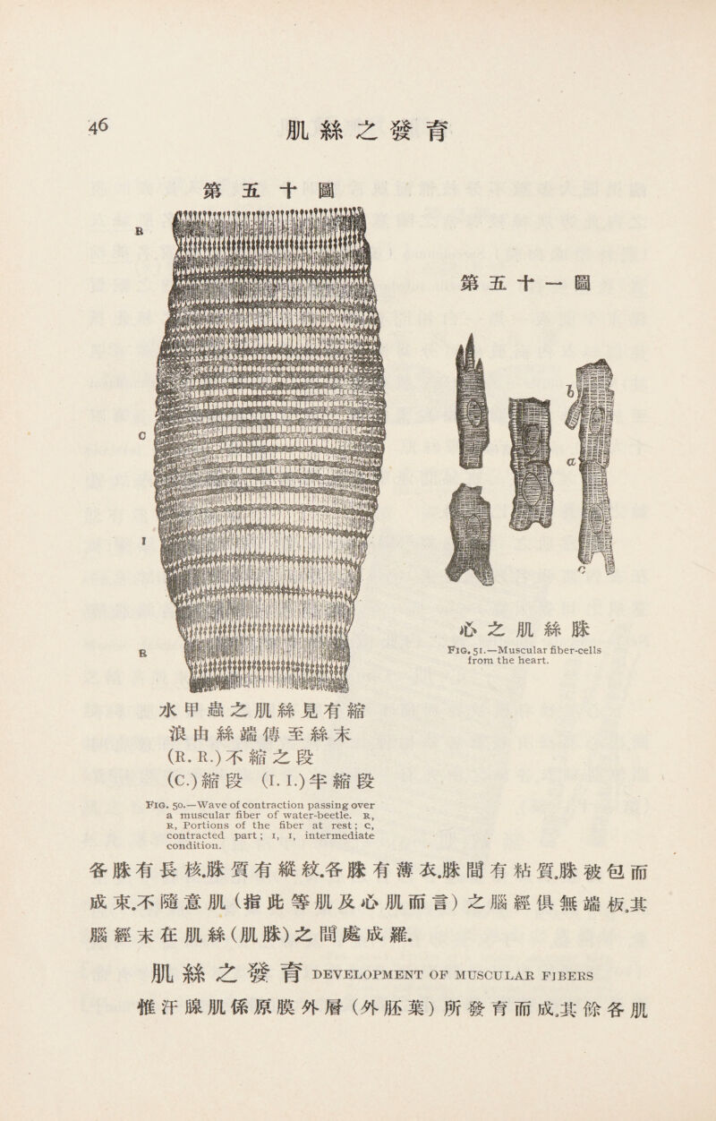 肌絲之發育 第五十圖 水甲蟲之肌絲見有縮 浪由絲端傳至絲末 (R.R.)不縮之段 (C.)縮段(I.I.)半縮段 Fig. 50.—Wave of contraction passing over a muscular fiber of water-beetle, r, r, Portions of the fiber at rest; c, contracted part; 1, 1，intermediate condition. 第五十一•圖 心之肌絲脒 Fig. 51.—Muscular fiber-cells from the heart. 各脒有長核i*質有縱紋.各脒有薄衣.脒間有粘質,脒被包而 成束.不隨意肌（指此等肌及心肌而言）之腦經俱無端板，其 腦經末在肌絲（肌脒）之間處成羅. 肌絲之發育 DEVELOPMENT OF MUSCULAR FJBEES 惟汗腺肌係原膜外層（外胚葉）所發育而成4其餘各肌