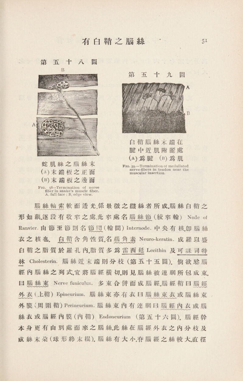 第五十八圖 B 蛇肌絲之腦絲末 (A)末端板之正面 0)末端板之邊面 Fig. 58—Termination of nerve fiber in snake’s muscle fiber* A, full face ; B, edge view. 第五十九圖 白鞘腦絲末端在 腱中近肌附麗處 (A)爲腱（B)爲肌 Fig. 59-一Termination of medullated nerve-fibers in tendon near the muscular insertion. 腦絲軸索軟而透光3係最微之纘絲者所成.腦絲白鞘之 形如藕.逐段有收窄之處，此窄處名腦絲節(絞窄輪）Node of Ranvier.由節至節則名節間（輪間）Internode.中央有核^卽腦絲 衣之核也.白鞘含角性質名腦角素Neuro-keratin.成羅以盛 白鞘之脂質於羅孔內Jg質多爲雷西廷Lecithin及可諒司特 林Cholesterin.腦絲近末端則分枝（第五十五圖)^倘欲騐腦 .■■ ■■ * 經內腦絲之列式.宜將腦經橫切.則見腦絲被連胴所包成束. 曰腦絲束Nerve funiculus.多束合併而成腦經.腦經銷'曰®經 ------- 外衣（上鞘）Epineurium.腦絲束亦有衣曰腦絲束衣或腦絲束 外膜（周圍鞘）Perineurium.腦絲束內有連胴曰腦經內衣或腦 絲衣或腦經內膜（內翰、）Endoneurium (第五十六圖乂腦經幹 本身更有由別處而來之腦絲9此絲在腦經外衣之內分枝及 成絲末朶（球形終末棍乂腦絲有大小》脊腦經之絲較九直徑