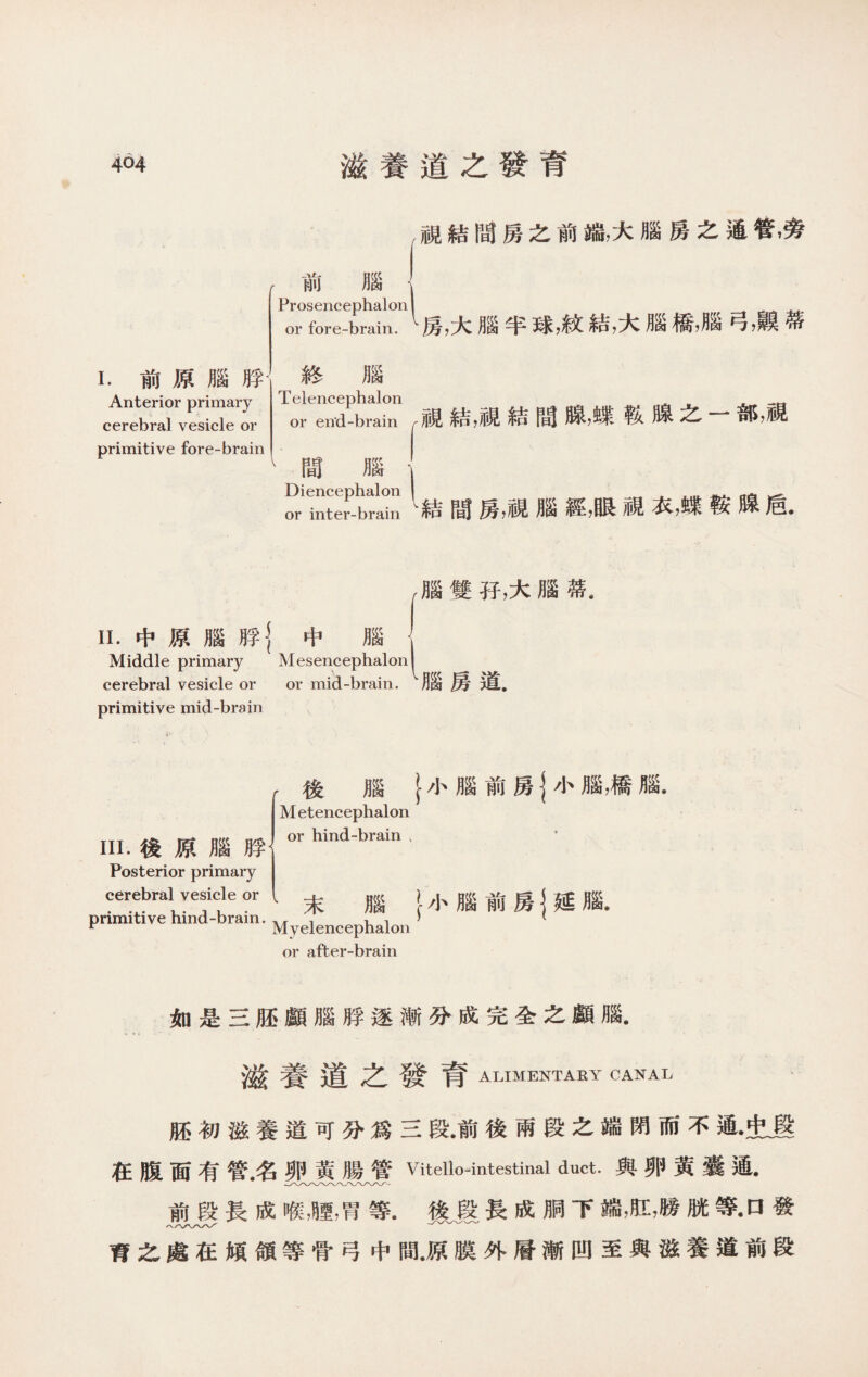 視結間房之前端，大腦房之通管，旁 前 腦 Prosencephalon! or fore-brain. 房，大腦半球，紋結，大腦橋，腦弓，齅蒂 I.前原腦脖< Anterior primary 1 ■- cerebral vesicle or 終 腦 Telencephalon or end-brain primitive fore-brain 間 腦 Diencephalon or inter-brain 見結，視結間腺，蝶鞍腺之一部，視 I結間房，視腦經，眼視衣，蝶鞍腺盾. ，腦雙孖，大腦菩, II.中原腦脖j中 腦 Middle primary Mesencephalon| cerebral vesicle or or mid-brain.月鋈房道. primitive mid-brain 後腦}小腦前房I小腦，橋腦. M etencephalon III.後原腦脖 or hind-brain t Posterior primary cerebral vesicle or primitive hind-brain. 末 腦 Myelencephalon or after-brain I小腦前房t延腦. 如是三胚顱腦脖逐漸分成完全之顱腦. 滋養道之發育 ALIMENTARY CANAL 胚初滋養道可分爲三段•前後兩段之端閉而不通•史JS 在腹面有管•名卵黃腸管Vitellointestinal duct.與卵黃囊通• 前段長成喉，腫，胃等.後段長成胴下端，肛，勝胱等•口發 育之處在傾頜等骨弓中間.原膜外層漸凹至與滋養道前段