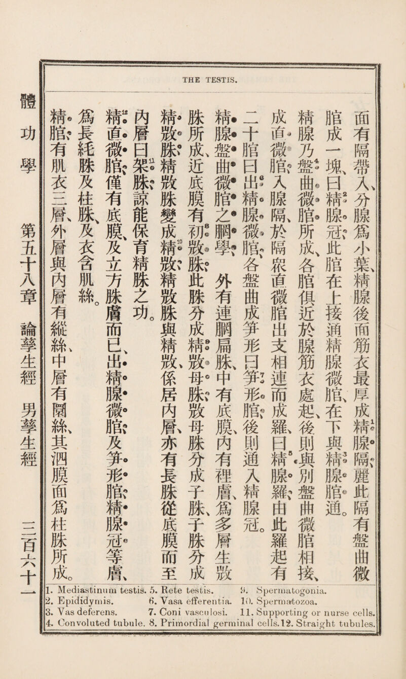 THE TESTIS. 1. Mediastinum testis. 5. Rete testis. .c>. Spermatogonia. 2. Epididymis. Vasa efferentia. 10. Spermartozoa. 3. Vas deferens. 7. Coni vascnlosi. 11. Supporting or nurse cells. 4. Convoluted tubule. 8. Primordial germinal cells. 12. Straight tubules. 面有隔帶人分腺爲小葉、精腺後面筋衣最厚成！I驗,B此隔有盤曲微 \ 2 ^ ^ ^ V 、3©®®o 脂成一塊曰精腺冠此腊在上接M精腺微脂在下與精腺脂通 40 ◎⑬®\ \ 、 精腺乃盤曲微腊所成各胞俱近於腺筋衣處起後則與別盤曲徽臏相接 奪 成iJ人腺！i於隔衆直微膣出支相連而成瓢uf精蟛i由此羅起有 二十腊日邸你膨孤膨、各盤曲成笋形日郭形險後則通人精腺冠。 ll^l&i:arz*ilf外有連胴扁姝、中有底鼠內有裡獻爲多層生数 、 8 @ ® o、 0 ^ @ o 吻、 、 姝所成近底膜有初数姝此腺分成精敖母跦数母姝分成子姝子姝分成 靜精敕姝變成靜嫩精敖脓與精故係居内鼠亦有長姝從底膜而至 內層曰H版諒能保育精姝之功。 徹窿#-崎僅有底膜、及立方姝膚而已^:||斷發隐及多砂臉澈膨勝等鼠 爲長_腺及柱跦、及衣含肌絲 ||膨有肌衣三氣外層與內層有縱：：紘中層有圜絲、其泗膜面爲柱姝所成。 體功學 第五十入章論孳生經男孳生經 三百六十一
