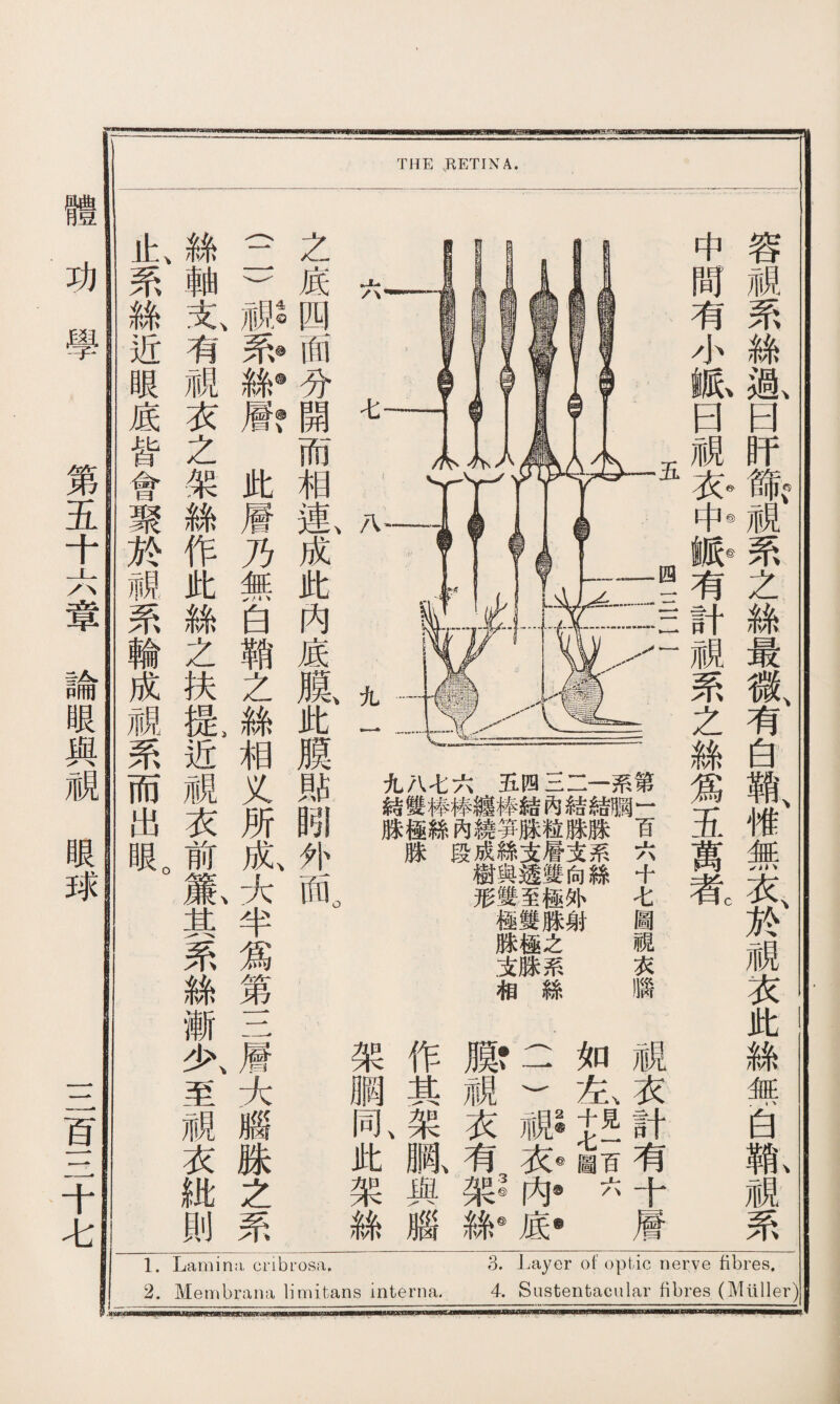 九八七六五四二二一系第 結雙棒〖奉纏棒結內結結is— 脒極絲內繞笋脒粒脒脒百 脒段成絲支賡支系六 樹與透雙向絲十 形雙至極外 七 極雙脒射 圖 脒極芝 rl .支脒系 衣 相絲 臘 中容 間視 有罘 小絲 脈、過、 曰曰 視盱 衣❼聲 中參戚 有之 tf絲 布兔最 之有 絲白 爲鞘、 五帷 萬無 者c古、 於 視 衣 此 絲 盤 白 鞘、 M 系 1. Lamina, cribrosa. 3. Layer of optic nerve fibres. 2. Membrana limitans interna. 4. Sastentacular fibres (Muller) THE RETINA. 之底四面分開而相氨成此内底膜、此膜郞吲外而。 4© <©©、 (二)視系絲層此層乃無白鞘之絲相义所成大半爲第三層大腦姝之系 絲軸支、有視衣之架絲作此絲之扶提>近視衣前氣其系絲漸少、至視衣紕則 止、系絲近眼底皆會聚於視系輪成視系而出眼。 視衣計有十餍 口 見一百六 女*十七圖 2®@@@ (一)視衣内底 @vt3®® 膜視衣有架絲 作其架亂與腦 架膨同此架絲 功學 第五十六章論眼與視眼球 三百三十七