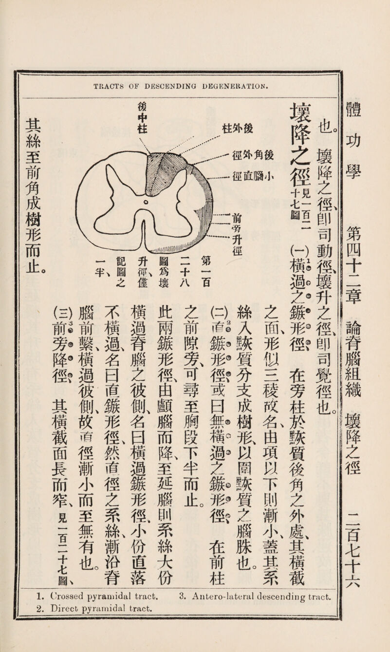 1. Crossed pyramidal tract. 3。Antero-lateral descending tract. 2. Direct pyramidal tract. TKACTS OF DESCENDING DEGENERATION. 體功學 nrlL-lr{r,ltsga!，<:!y?*f -J‘. J ■存 也壤降之徑卽司動徑壤升之徑卽司覺徑也 壌降之徑？fe二HiiA&l:衝在旁柱於詼質後角之外鼠其横截 後小 角 3 外徑徑 柱 \ 1 前劳升徑 二 徬中柱 其絲至前角成樹形而止 \ %