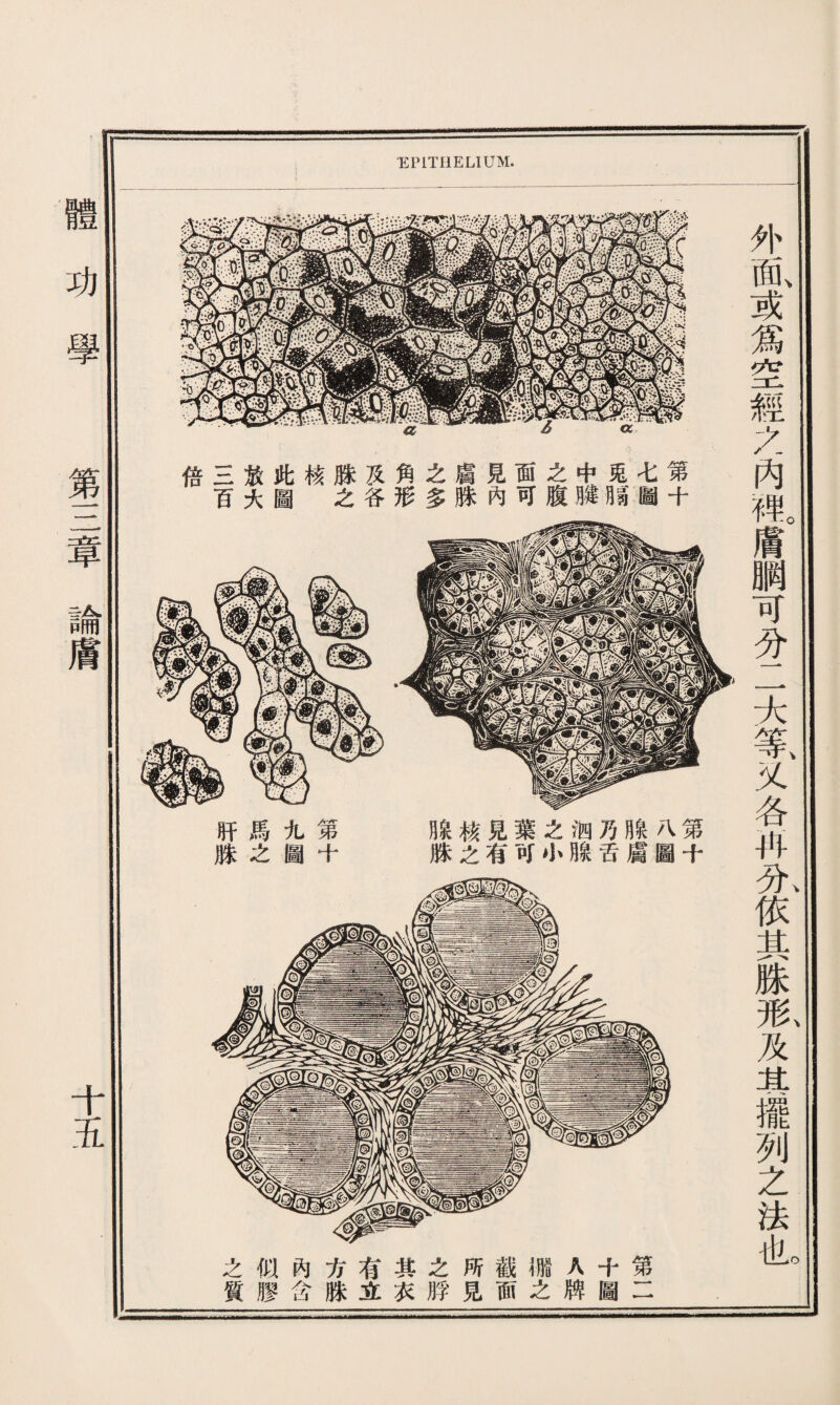 EPITHELIUM. 肝馬九第 脒之圖十 腺核見葉之泗乃腺八第 脒之有可小腺舌膚圖十 之似內方有其之所截權A十第 質膠含脒立衣脬見面之牌圖二 外 面、 爲 空 經 之 內 Wo M 鹏 可 大 等、 乂 各 冉 A 依 :M: 1 形、 及 攏 列 之 法 也。 功學 第三章論膚 十五