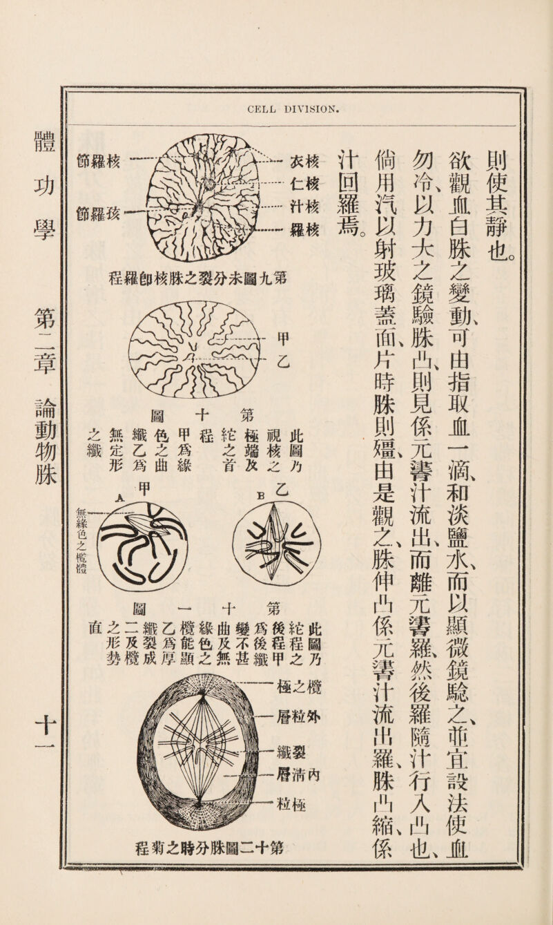圖一十第 直之二纖乙欖綠曲變爲後铊此 形及裂爲能色及不後程程圖 勢欖成厚顯之無甚纖甲之乃 程羅卽核脒之裂分未圖九第 -甲 乙 CELL DIVISION. 此圖乃 視核之 S極端及 铊之首 十嵇 甲爲綠 圖色之曲 纖乙爲 無定形 之纖 無緣色之欖體 則使其靜也 欲觀盧白姝之變亂可由指取盧一齓和淡鹽水、而以顯微鏡騐之®:H且設法使JL 勿冷、以力大之鏡驗姝氙則見係元響汁流乳而離元響嚴然後羅隨汁行入凸也 倘用汽以射玻璃蓋乱片時脒則既甶是觀之、滕伸A係元響汁流出氣腺d係 汁回羅焉。 體功學 第二章論動物姝 十一