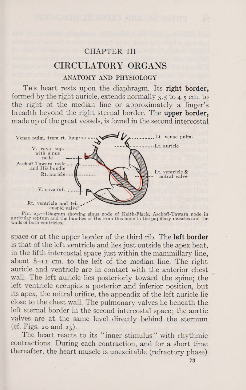 CHAPTER III CIRCULATORY ORGANS ANATOMY AND PHYSIOLOGY The heart rests upon the diaphragm. Its right border, formed by the right auricle, extends normally 3.5 to 4.5 cm. to the right of the median line or approximately a finger’s breadth beyond the right sternal border. The upper border, made up of the great vessels, is found in the second intercostal Venae pulm. from rt. lung* V. cava sup. with sinus node Aschoff-Tawara node and His bundle Rt. auricle V. cava inf. Rt. ventricle and tri- cuspid valve' Fig. 23.—Diagram showing sinus node of Keith-Flaek, Aschoff-Tawara node in auricular septum and the bundles of His from this node to the papillary muscles and the walls of both ventricles. space or at the upper border of the third rib. The left border is that of the left ventricle and lies just outside the apex beat, in the fifth intercostal space just within the mammillary line, about 8-11 cm. to the left of the median line. The right auricle and ventricle are in contact with the anterior chest wall. The left auricle lies posteriorly toward the spine; the left ventricle occupies a posterior and inferior position, but its apex, the mitral orifice, the appendix of the left auricle lie close to the chest wall. The pulmonary valves lie beneath the left sternal border in the second intercostal space; the aortic valves are at the same level directly behind the sternum (cf. Figs. 20 and 23). The heart reacts to its “inner stimulus” with rhythmic contractions. During each contraction, and for a short time thereafter, the heart muscle is unexcitable (refractory phase)