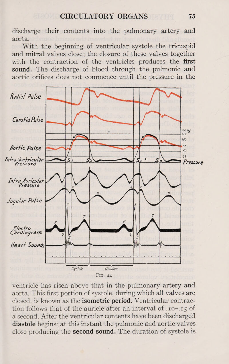 discharge their contents into the pulmonary artery and aorta. With the beginning of ventricular systole the tricuspid and mitral valves close; the closure of these valves together with the contraction of the ventricles produces the first sound. The discharge of blood through the pulmonic and aortic orifices does not commence until the pressure in the Fig. 24 ventricle has risen above that in the pulmonary artery and aorta. This first portion of systole, during which all valves are closed, is known as the isometric period. Ventricular contrac¬ tion follows that of the auricle after an interval of .10-. 15 of a second. After the ventricular contents have been discharged diastole begins; at this instant the pulmonic and aortic valves close producing the second sound. The duration of systole is