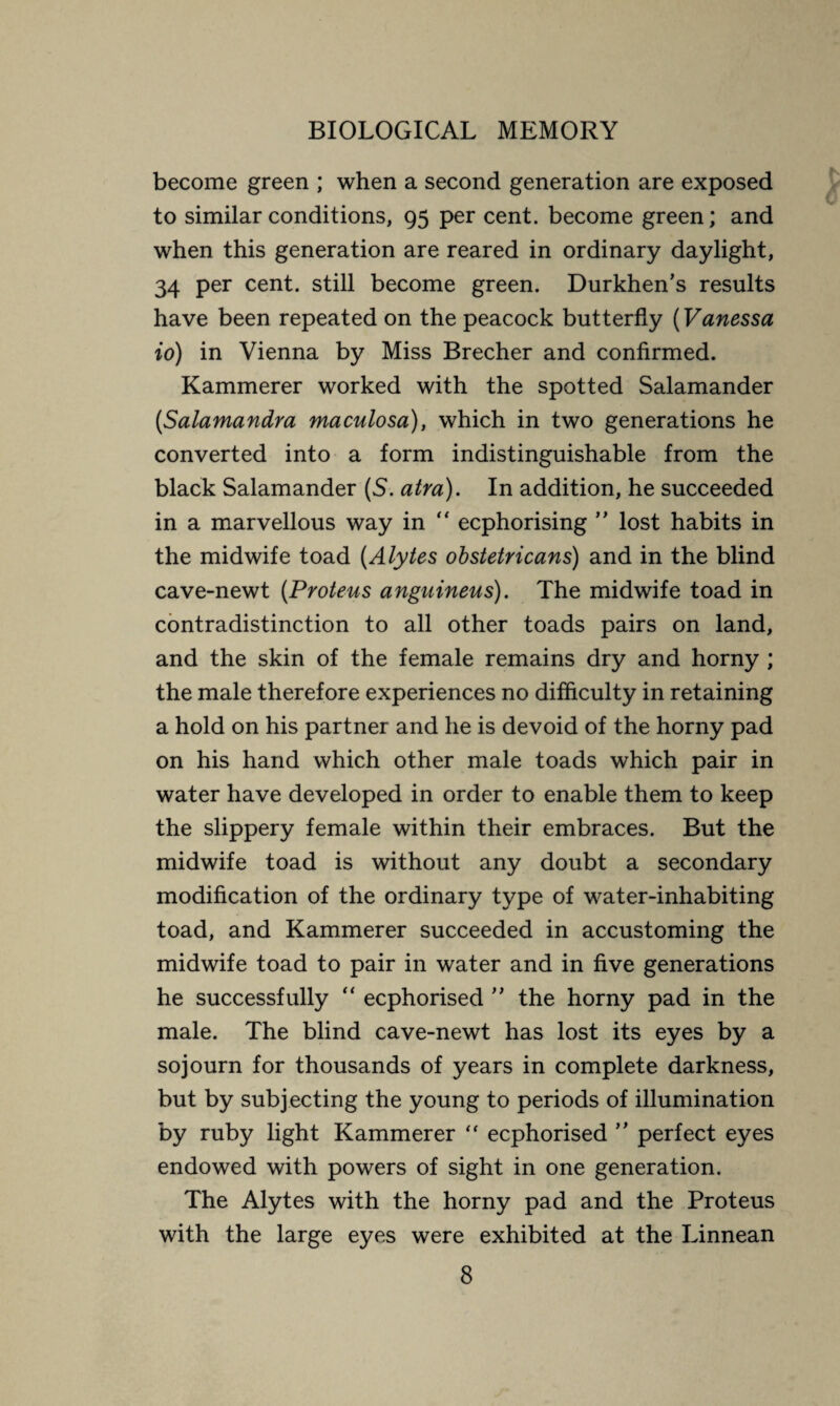 become green ; when a second generation are exposed to similar conditions, 95 per cent, become green ; and when this generation are reared in ordinary daylight, 34 per cent, still become green. Durkhen’s results have been repeated on the peacock butterfly ( Vanessa io) in Vienna by Miss Brecher and confirmed. Kammerer worked with the spotted Salamander (Salamandra maculosa), which in two generations he converted into a form indistinguishable from the black Salamander (5. atra). In addition, he succeeded in a marvellous way in “ ecphorising ” lost habits in the midwife toad (Alytes obstetricans) and in the blind cave-newt [Proteus anguineus). The midwife toad in contradistinction to all other toads pairs on land, and the skin of the female remains dry and horny ; the male therefore experiences no difficulty in retaining a hold on his partner and he is devoid of the horny pad on his hand which other male toads which pair in water have developed in order to enable them to keep the slippery female within their embraces. But the midwife toad is without any doubt a secondary modification of the ordinary type of water-inhabiting toad, and Kammerer succeeded in accustoming the midwife toad to pair in water and in five generations he successfully “ ecphorised ” the horny pad in the male. The blind cave-newt has lost its eyes by a sojourn for thousands of years in complete darkness, but by subjecting the young to periods of illumination by ruby light Kammerer “ ecphorised ” perfect eyes endowed with powers of sight in one generation. The Alytes with the horny pad and the Proteus with the large eyes were exhibited at the Linnean