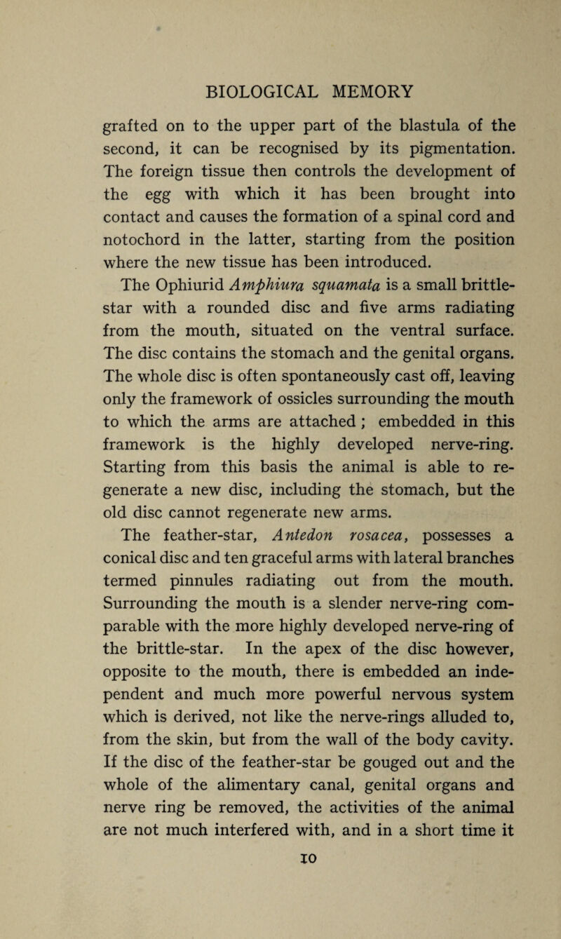grafted on to the upper part of the blastula of the second, it can be recognised by its pigmentation. The foreign tissue then controls the development of the egg with which it has been brought into contact and causes the formation of a spinal cord and notochord in the latter, starting from the position where the new tissue has been introduced. The Ophiurid Amphiura squamata is a small brittle- star with a rounded disc and five arms radiating from the mouth, situated on the ventral surface. The disc contains the stomach and the genital organs. The whole disc is often spontaneously cast off, leaving only the framework of ossicles surrounding the mouth to which the arms are attached ; embedded in this framework is the highly developed nerve-ring. Starting from this basis the animal is able to re¬ generate a new disc, including the stomach, but the old disc cannot regenerate new arms. The feather-star, Antedon rosacea, possesses a conical disc and ten graceful arms with lateral branches termed pinnules radiating out from the mouth. Surrounding the mouth is a slender nerve-ring com¬ parable with the more highly developed nerve-ring of the brittle-star. In the apex of the disc however, opposite to the mouth, there is embedded an inde¬ pendent and much more powerful nervous system which is derived, not like the nerve-rings alluded to, from the skin, but from the wall of the body cavity. If the disc of the feather-star be gouged out and the whole of the alimentary canal, genital organs and nerve ring be removed, the activities of the animal are not much interfered with, and in a short time it io