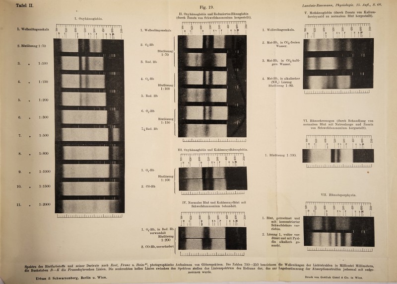 Tafel II. Fig. 19. * . II. Oxyhämoglobin und Reduziertes Hämoglobin I Oxyhämoglobin. (durch Zusatz von Schwefelammonium hergestellt). 1. Wellenlängenskala 2. Blutlösung 1:70 3. * 1:100 4. „ 1:150 5. „ 1:200 6. „ 1:300 7. * 1:500 8. * 1:800 9. * 1:1000 10. * 1:1500 11. „ 1:2000 1. Wellenlängenskala 2. 02-Hb Blutlösung < 1:70 3. Red. Hb 4. 02-Hb Blutlösung 1:100 5. Red. Hb 6. 02-Hb Blutlösung 1:150 7.l Red. Hb i I i 1 I 1 I H 1 i 1 II I 1 i I 11 I 1 1 I 1 I I 1 I 1 I I I 1 ! I III. Oxyhämoglobin und Kohlenoxydhämoglobin. III I I I I I I I 11 I I I I I 1 1 ! I 1 I 1 1 1 I 1 1 I 1 II LÜ IV. Normales Blut und Kohlenoxydblut mit Schwefelammonium behandelt. 1. 02-Hb, in Red. Hb verwandelt Blutlösung 1:200 2. CO-Hb, unverändert ' I i ;i M 11111111111 11111 l-i.i 1 t.i..i-i 1 i.i l-il Landois-Rosemann, Physiologie. 15. Aufl., S. 68. V. Methämoglobin (durch Zusatz von Kalium- ferricyanid zu normalem Blut hergestellt). 1. Wellenlängenskala. 2. Met-Hb, in COa-freiem Wasser. 3. Met-Hb, in C02-halti¬ gem Wasser. 4. Met-Hb, in alkalischer (NH3) Lösung Blutlösung 1:80. 1il l1 I I II I I i1I l1l l 1 1 1 M 1 I11 1 1 I I 11llJ VI. Hämochromogen (durch Behandlung von normalem Blut mit Natronlauge und Zusatz von Schwefelammonium bergestellt). 1. Blhtlösung 1:100. | I I I ! | II I I | ! I ! I | II I I | I I I ! | ! l'TTj'l I ! I I 1 I I I 1 1 I II I I 1 1 I I 1 i ! I I I I I M 1 M I I I 1 1 I 1 1 VII. Hämatoporphyrin. 1. Blut, getrocknet und mit konzentrierter Schwefelsäure ver¬ rieben. 2. Lösung 1, weiter ver¬ dünnt und mit Pyri¬ din alkalisch ge¬ macht. SDektra des Blutfarbstoffs und seiner Derivate nach Rost, Franz u. Reise4b, photographische Aufnahmen von Gitterspektren. Die Zahlen 700—350 bezeichnen die Wellenlängen der Lichtstrahlen in Milliontel Millimetern A Buchstaben B—K die Fraunhoferschen Linien. Die senkrechten hellen Linien zwischen den Spektren stellen das Linienspektrnm des Heliums dar, das zur Lagebestimmung der Absorptionsstreifen jedesmal mit aufge- tue jjuo & nommen wurde.