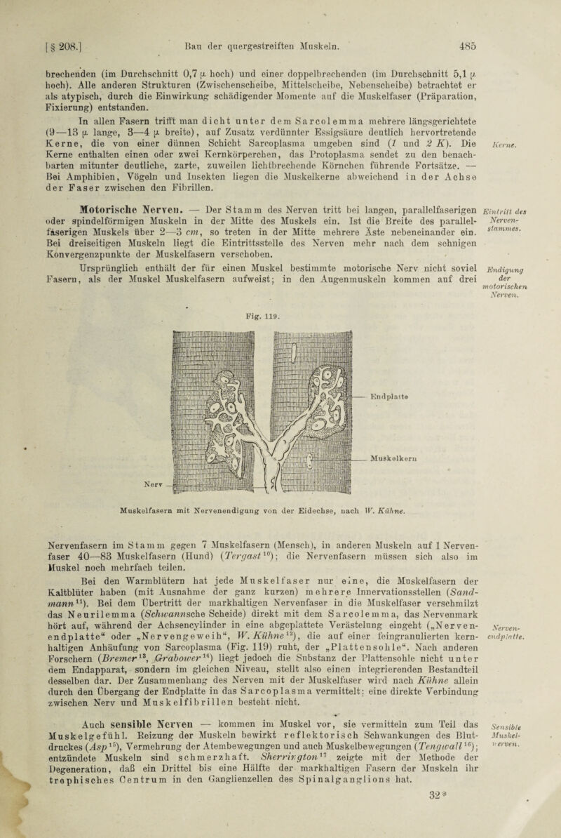 brechenden (im Durchschnitt 0,7 [x hoch) und einer doppelbrechenden (im Durchschnitt 5,1 (x hoch). Alle anderen Strukturen (Zwischenscheibe, Mittelscheibe, Nebenscheibe) betrachtet er als atypisch, durch die Einwirkung schädigender Momente auf die Muskelfaser (Präparation, Fixierung) entstanden. In allen Fasern trifft man dicht unter dem Sarcolemraa mehrere längsgerichtete (9—13 {x lange, 3—4 jx breite), auf Zusatz verdünnter Essigsäure deutlich hervortretende Kerne, die von einer dünnen Schicht Sarcoplasma umgeben sind (1 und 2 K). Die Kerne enthalten einen oder zwei Kernkörperchen, das Protoplasma sendet zu den benach¬ barten mitunter deutliche, zarte, zuwreilen lichtbrechende Körnchen führende Fortsätze. — Bei Amphibien, Vögeln und Insekten liegen die Muskelkerne abweichend in der Achse der Faser zwischen den Fibrillen. Motorische Nerven. — Der Stamm des Nerven tritt bei langen, parallelfaserigen oder spindelförmigen Muskeln in der Mitte des Muskels ein. Ist die Breite des parallel- fäserigen Muskels über 2—-3 cm, so treten in der Mitte mehrere Aste nebeneinander ein. Bei dreiseitigen Muskeln liegt die Eintrittsstelle des Nerven mehr nach dem sehnigen Konvergenzpunkte der Muskelfasern verschoben. Ursprünglich enthält der für einen Muskel bestimmte motorische Nerv nicht soviel Fasern, als der Muskel Muskelfasern aufweist; in den Augenmuskeln kommen auf drei Fig. 119. Muskelfasern mit Nervenendigung von der Eidechse, nach W. Kühne. Nervenfasern im Stamm gegen 7 Muskelfasern (Mensch), in anderen Muskeln auf 1 Nerven¬ faser 40—83 Muskelfasern (Hund) (Tergast10); die Nervenfasern müssen sich also im Muskel noch mehrfach teilen. Bei den Warmblütern hat jede Muskelfaser nur eine, die Muskelfasern der Kaltblüter haben (mit Ausnahme der ganz kurzen) mehrere Innervationsstellen {Sand¬ mannu). Bei dem Übertritt der markhaltigen Nervenfaser in die Muskelfaser verschmilzt das Neurilemma {Schwannsehe Scheide) direkt mit dem Sarcolemma, das Nervenmark hört auf, während der Achsencylinder in eine abgeplattete Verästelung eingeht („Nerven- endplatte“ oder „Nervengeweih“, W. Kühne12), die auf einer feingranulierten kern¬ haltigen Anhäufung von Sarcoplasma (Fig. 119) ruht, der „Plattensohle“. Nach anderen Forschern {Bremer13, Grabotver14) liegt jedoch die Substanz der Plattensohle nicht unter dem Endapparat, sondern im gleichen Niveau, stellt also einen integrierenden Bestandteil desselben dar. Der Zusammenhang des Nerven mit der Muskelfaser wird nach Kühne allein durch den Übergang der Endplatte in das Sarcoplasma vermittelt: eine direkte Verbindung zwischen Nerv und Muskelfibrillen besteht nicht. Auch sensible Nerven — kommen im Muskel vor, sie vermitteln zum Teil das Muskelgefühl. Reizung der Muskeln bewirkt reflektorisch Schwankungen des Blut¬ druckes (Asj?15), Vermehrung der Atembewegungen und auch Muskelbewegungen (TengivaU16); entzündete Muskeln sind schmerzhaft. SherrGgton'1 zeigte mit der Methode der Degeneration, daß ein Drittel bis eine Hälfte der markhaltigen Fasern der Muskeln ihr trophisches Centrum in den Ganglienzellen des Spinalganglions hat. 32* Kerne. Eintritt des Nerven- stnmmes. Endigung der motorischen Nerven. Nerven- endplatte Sensible Muskel¬ nerven. y .