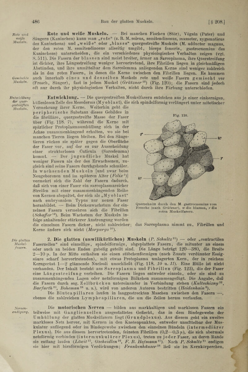 Rote und weiße Muskeln. Gemischte Muskeln. Entwicklung der quer¬ gestreiften Muskeln. Die glatten Muskel¬ fasern. Nerven¬ endigung. Rote und weiße Muskeln. — Bei manchen Fischen (Stör), Vögeln (Puter) und Säugern (Kaninchen) kann man „rote“ (z. B. M. soleus, semitendinosus, masseter, zygomaticus des Kaninchens) und „weiße“ oder „blasse“ quergestreifte Muskeln (M. adductor magnus, der den roten M. semitendinosus allseitig umgibt, biceps femoris, gastrocnemius des Kaninchens) unterscheiden, die ein verschiedenes physiologisches Verhalten zeigen (vgl. S. 511). Die Fasern der blassen sind meist breiter, ärmer an Sarcoplasma, ihre Querstreifung ist dichter, ihre Längsstreifung weniger hervortretend, ihre Fibrillen liegen in gleichmäßigen Abständen, und ihre unmittelbar dem Sarcolemma anliegenden Kerne sind weniger zahlreich als in den roten Fasern, in denen die Kerne zwischen den Fibrillen liegen. Es kommen auch innerhalb eines und desselben Muskels rote und weiße Fasern gemischt vor (Frosch, Säuger), fast in jedem Muskel (Griltzner18) (Fig. 120); die Fasern sind jedoch oft nur durch ihr physiologisches Verhalten, nicht durch ihre Färbung unterschieden. Entwicklung'. — Die quergestreiften Muskelfasern entstehen aus je einer einkernigen, hüllenlosen Zelle des Mesoderms (Myoblast), die sich spindelförmig verlängert unter mitotischer Vermehrung ihrer Kerne. Weiterhin geht die peripherische Substanz dieses Gebildes in die fibrilläre, quergestreifte Masse der Faser über (Fig. 118. 7), während die Kerne mit spärlicher Protoplasmaumhüllung sich in der Achse zusammenhängend erhalten, wo sie bei manchen Tieren liegen bleiben. Bei den Säuge¬ tieren rücken sie später gegen die Oberfläche der Faser vor, auf der es zur Ausscheidung einer strukturlosen Cuticula (Sarcolemma) kommt. —• Der jugendliche Muskel hat weniger Fasern als der des Erwachsenen, zu¬ gleich sind seine Fasern durchgehends schmäler. In wachsenden Muskeln [und zwar beim Neugeborenen und im späteren Alter (Felix3)] vermehrt sich die Zahl der Fasern dadurch, daß sich von einer Faser ein sarcoplasmareicher Streifen mit einer zusammenhängenden Reihe von Kernen abspaltet, der sich als „Myoblast“ nach embryonalem Typus zur neuen Faser heranbildet. — Beim Dickenwachstum der ein¬ zelnen Fasern vermehren sich die Fibrillen (Schaffer19). Beim Wachstum der Muskeln in¬ folge anhaltender stärkerer Anstrengung werden die einzelnen Fasern dicker, nicht zahlreicher; Kerne ändern sich nicht (.Morpurgo 20). Fig. 120. Querschnitt durch den M. gastrocnemius vom Frosche (nach Griltzner), w die blassen, r die roten Muskelfasern. das Sarcoplasma nimmt zu, Fibrillen und 2. Die glatten (unwillkürlichen) Muskeln (P. Schultz21) —■ oder „contractilen Faserzellen“ sind einzellige, spindelförmige, abgeplattete Fasern, die mitunter an einem oder auch an beiden Enden gabelig geteilt sind. Die Länge beträgt 120—380, die Breite 2—10 [r. In der Mitte enthalten sie einen stäbchenförmigen (nach Zusatz verdünnter Essig¬ säure scharf hervortretenden), mit etwas Protoplasma umlagerten Kern, der in reichem Kerngerüst 1—2 glänzende Nucleoli umschließt (Fig. 118. 10 u. 11). Eine Hülle ist nicht vorhanden. Der Inhalt besteht ans Sarcoplasma und Fibrillen (Fig. 123), die der Faser eine Längsstreifung verleihen. Die Fasern liegen entweder einzeln, oder sie sind zu zusammenhängenden Lagen oder netzförmigen Bälkchen zusammengefügt. Die Angabe, daß die Fasern durch sog. Z ellbrü ck en untereinander in Verbindung stehen (Kultschizny22, Barfurth23, Boheman2* u. a.), wird von anderen Autoren bestritten (Heidenhain8). Die Blutcapillaren laufen in langgestreckten Maschen zwischen den Fasern —, ebenso die zahlreichen Lymphcapillaren, die um die Zellen herum verlaufen. Die motorischen Nerven — bilden aus markhaltigen und marklosen Fasern ein teilweise mit Ganglienzellen ausgestattetes Geflecht, das in dem Bindegewebe der Umhüllung der glatten Muskelfasern liegt (Grundplexus). Aus diesem geht ein zweites markloses Netz hervor, mit Kernen in den Knotenpunkten, entweder unmittelbar der Mus¬ kulatur aufliegend oder im Bindegewebe zwischen den einzelnen Bündeln (intermediärer Plexus). Die aus diesem hervortretenden, feinsten Fibrillen (0,2—0,3 fr), die sich abermals netzförmig verbinden (intermuskulärer Plexus), treten zu jeder Faser, an deren Rande sie entlang laufen (.Löwit25, Gscheidlen26, F. B. Hofmann21). Nach P. Schultz21 endigen sie hier mit bimförmigen Verdickungen; Frankenhäuser28 ließ sie im Kernkörperchen,
