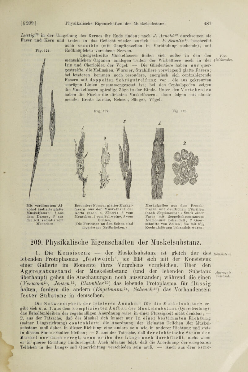 Lustig29 in der Umgebung des Kernes ihr Ende finden; nach Arnold90 durchsetzen sie Faser und Kern und treten in das Geliecht wieder zurück. — P. Schultz21 beschreibt auch sensible (mit Ganglienzellen in Verbindung stehende), mit Fig. 121. Endknöpfchen versehene Nerven. Quergestreifte Muskelfasern finden sich außer in den den menschlichen Organen analogen Teilen der Wirbeltiere noch in der Iris und Chorioidea der Vögel. — Die Gliedertiere haben nur quer¬ gestreifte, die Mollusken, Würmer, Strahltiere vorwiegend glatte Fasern; bei letzteren kommen noch besondere, energisch sich contrahierende Fasern mit doppelter Schrägstreifung vor, die aus gekreuzten schrägen Linien zusammengesetzt ist; bei den Cephalopoden zeigen die Muskelfasern spiralige Züge in der Rinde. Unter den Vertebraten haben die Fische die dicksten Muskelfasern , dann mender Breite Lurche, Echsen, Säuger, Vögel. folgen mit abneh- Fig. 122. Fig. 123. II « Mit verdünntem Al- Besondere Formen glatter Muskel- koliol isolierte glatte fasern aus der Muskelhaut der Muskelfasern : 1 aus Aorta (nach v. Ebner): 1 vom dem Darme, 2 aus Menschen, 2 vom Schweine, 3 vom der Art. radialis vom Ochsen. Menschen. (Die Fortsätze an den Seiten sind abgerissene Zellbrücken.) Muskelzellen aus dem Frosch¬ magen mit deutlichen Fibrilleu (nach Engelmann): 1 Stück einer Faser mit doppeltehromsaurem Ammonium behandelt, 2 Quer¬ schnitte von Zellen, die mit 8% Kochsalzlösung behandelt waren. 209. Physikalische Eigenschaften der Muskelsubstanz. 1. Die Konsistenz — der Muskelsubstanz ist gleich der des lebenden Protoplasmas „festweich“, sie läßt sieh mit der Konsistenz einer Gallerte im Momente ihres Vergehens vergleichen. Über den Aggregatzustand der Muskelsubstanz (und der lebenden Substanz überhaupt) gehen die Anschauungen noch auseinander; während die einen ('Verwarn*l, Jemen*2, Rhumbler**) das lebende Protoplasma für flüssig halten, fordern die andern (Engelmann34; Schenck*5) das Vorhandensein fester Substanz in demselben. Die Notwendigkeit der letzteren Annahme für die Muskelsubstanz er¬ gibt sich u. a. 1. aus dem ko mplizierten Aufb au der Muskelsubstanz (Querstreifung); das Erhaltenbleiben der regelmäßigen Anordnung wäre in einer Flüssigkeit nicht denkbar; — 2. aus der Tatsache, daß der Muskel sich immer nur in einer bestimmten Richtung (seiner Längsrichtung) contrahiert; die Anordnung der kleinsten Teilchen der Muskel¬ substanz muß daher in dieser Richtung eine andere sein wie in anderer Richtung und stets in diesem Sinne erhalten bleiben; — 3. aus der Tatsache, daß der elektrische Strom den M uskel nur dann erregt, wenn er ihn der Länge nach durchfließt, nicht wenn er in querer Richtung hindurchgeht. Auch hieraus folgt, daß die Anordnung der erregbaren Teilchen in der Längs- und Querrichtung verschieden sein muß. — Auch aus dem osrno- Ver¬ bleichendes. Konsistenz. Aggregat¬ zustand.