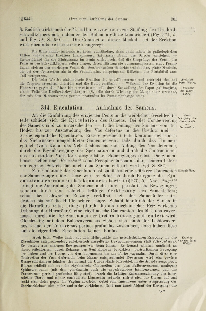 3. Endlich wirkt auch der M. bulbo-cavernosus zur Steifung des Urethral- schwelikörpers mit, indem er den Bulbus urethrae komprimiert (Fig. 274, 5, und Fig. 72, S. 250). — Die Contraction dieser Muskeln bei der Erektion wird ebenfalls reflektorisch angeregt. Die Blutstauung im Penis ist keine vollständige, denn dann müßte in pathologischen Fällen andauernder Erektion (Priapismus, Satyriasis) Brand des Gliedes entstehen. — Unterstützend für die Blutstauung im Penis wirkt noch, daß die Ursprünge der Venen des Penis in den Schwellkörpern selber liegen, deren Härtung sie zusammenpressen muß. Ferner finden sich an den mächtigen Venen des Santorinisehen Geflechts trabekuläre, glatte Muskeln, die bei der Contraction als in die Venenlumina einspringende Bälkchen den Blutabfluß zum Teil versperren. Die beim Weibe stattfindende Erektion ist unvollkommener und erstreckt sich auf Erektion die Corpora cavernosa clitoridis und die Bulbi vestibuli. — Während der Erektion ist die heim u eibe Harnröhre gegen die Blase hin verschlossen, teils durch Schwellung des Caput gallinaginis, Verschluß einem Teile des Urethralschwellkörpers (?), teils durch Wirkung des M. sphincter urethrae, dert. ^ern' der mit dem M. transversus perinei profundus im Zusammenhänge steht. 344. Ejaculation. — Aufnahme des Samens. An die Einführung des erigierten Penis in die weiblichen Geschlechts- Fort- teile schließt sich die Ejaculation des Samens. Bei der Fortbewegung Samens bis des Samens sind zu unterscheiden — 1. die Leitung des Samens von den Ha™föhre. Hoden bis zur Ausmiindung des Vas deferens in die Urethra und — 2. die eigentliche Ejaculation. Erstere geschieht teils kontinuierlich durch das Nachrücken neugebildeter Samenmengen, teils durch das Flimmer¬ epithel (vom Kanal des Nebenhodens bis zum Anfang des Vas deferens), durch die Eigenbewegung der Spermatozoon und durch die Contractionen des mit starker Muscularis ausgerüsteten Samenganges selbst. Die Samen¬ blasen stellen nach Broesike28 keine Receptacula seminis dar, sondern liefern ein eigenes Sekret, das nach dem Samen entleert wird (vgl. S. 887). Zur Einleitung der Ejaculation ist zunächst eine stärkere Contraction Ejaculation. der Samengänge nötig. Diese wird reflektorisch durch Erregung des Ej a- eulationscentrums im Rückenmarke bewirkt (§275, 5). Nach Nagel88 erfolgt die Austreibung des Samens nicht durch peristaltische Bewegungen, sondern durch eine schnelle kräftige Verkürzung des Samenleiters; schon bei schwacher Reizung verkürzt sich der Samenleiter min¬ destens bis auf die Hälfte seiner Länge. Sobald hierdurch der Samen in die Harnröhre tritt, erfolgt (durch die als mechanischer Reiz wirkende Dehnung der Harnröhre) eine rhythmische Contraction des M. bulbo-caver¬ nosus, durch die der Samen aus der Urethra hinausgeschleudert wird. Gleichzeitig mit dem Bulbocavernosus ziehen sich auch der Ischiocaver- nosus und der Transversus perinei profundus zusammen, doch haben diese auf die eigentliche Ejaculation keinen Einfluß. Auch beim Weibe findet auf dem Höhepunkte der geschlechtlichen Erregung ein der Erschei- Ejaculation entsprechender, reflektorisch ausgelöster Bewegungsvorgang statt (Herophilus). nuv^er^eim Er besteht aus analogen Bewegungen wie beim Manne. Es kommt nämlich zunächst zu einer, reflektorisch durch Reizung der Genitalnerven bewirkten, peristaltischen Bewegung der Tuben und des Uterus von den Tubenenden bis zur Portio vaginalis. Durch diese (der Contraction der Vasa deferentia beim Manne entsprechende) Bewegung wird eine gewisse Menge schleimigen Inhaltes, der normal die Uteruswände befeuchtet, in die Scheide ansgepreßt. Hieran schließt sich nun die rhythmische Contraction des (dem Bulbocavernosus analogen) Sphincter cunni (mit dem gleichzeitig auch die unbedeutenden Ischiocavernosi und der Transversus perinei profundus tätig sind). Durch die kräftige Zusammenziehung des faser¬ reichen Uterus und seiner muskulösen Ligamenta rotunda richtet sich der Uterus auf und senkt sich tiefer gegen die Vagina abwärts, wobei sein Innenraum unter Auspressung des Uterinschleimes sich mehr und mehr verkleinert. Geht nun (nach Ablauf der Erregung) der 58*