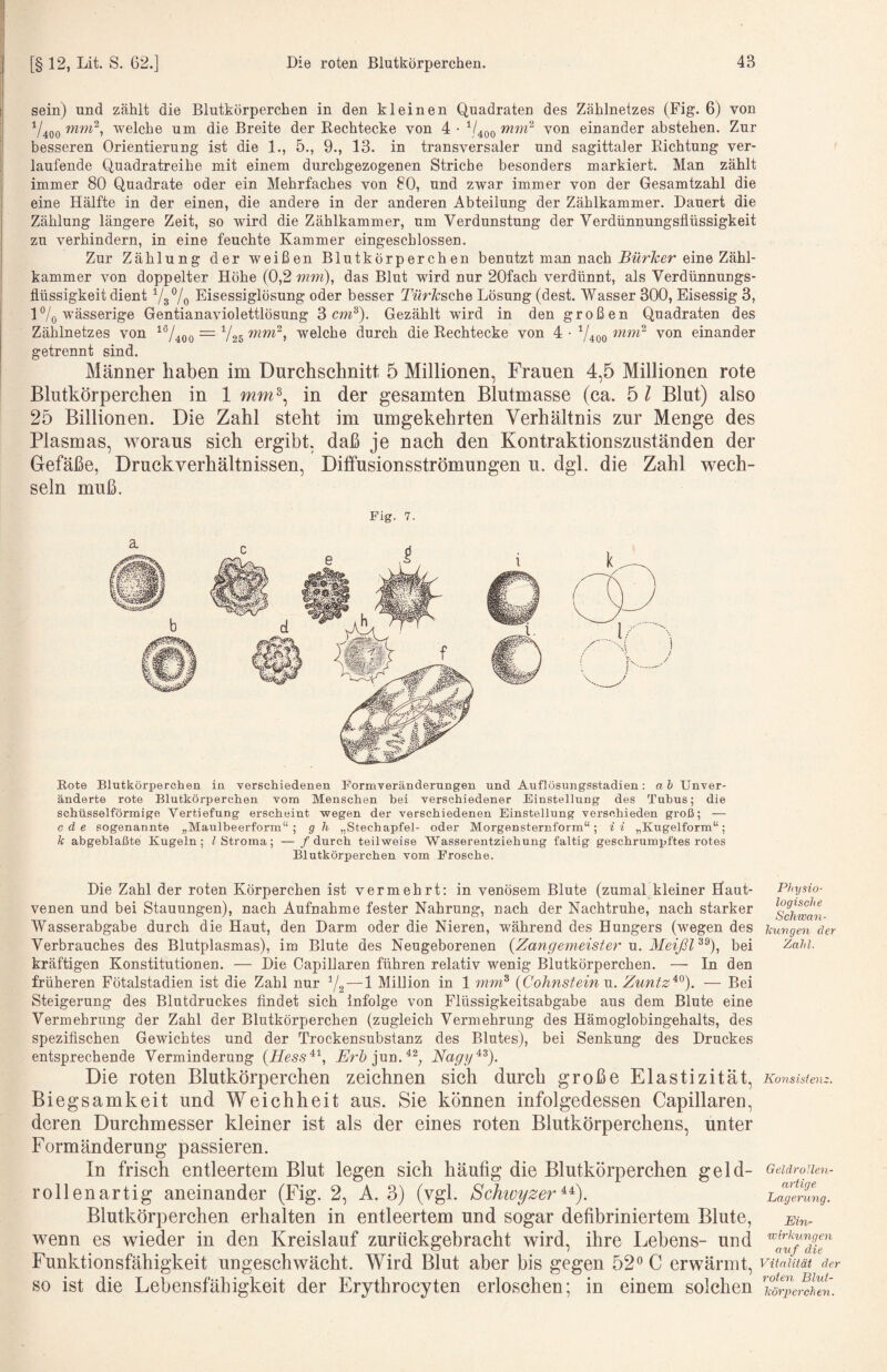 sein) und zählt die Blutkörperchen in den kleinen Quadraten des Zählnetzes (Fig. 6) von V400 welche um die Breite der Rechtecke von 4 • ^/4oo von einander abstehen. Zur besseren Orientierung ist die 1., 5., 9., 13. in transversaler und sagittaler Richtung ver¬ laufende Quadratreihe mit einem durchgezogenen Striche besonders markiert. Man zählt immer 80 Quadrate oder ein Mehrfaches von 80, und zwar immer von der Gesamtzahl die eine Hälfte in der einen, die andere in der anderen Abteilung der Zählkammer. Dauert die Zählung längere Zeit, so Avird die Zählkammer, um Verdunstung der Verdünnungsflüssigkeit zu verhindern, in eine feuchte Kammer eingeschlossen. Zur Zählung der weißen Blutkörperchen benutzt man nach eine Zähl¬ kammer Amn doppelter Höhe (0,2 ww), das Blut wird nur 20fach verdünnt, als Verdünnuugs- flüssigkeit dient VsVo Eisessiglösung oder besser Twr/csche Lösung (dest. Wasser 300, Eisessig 3, l7o wässerige Gentianaviolettlösung 3 cw®). Gezählt wird in den großen Quadraten des Zählnetzes von ^®/4oo = V25 welche durch die Rechtecke von 4 • ^400 von einander getrennt sind. Männer haben im Durchschnitt 5 Millionen, Frauen 4,5 Millionen rote Blutkörperchen in 1 in der gesamten Blutmasse (ca. 5 l Blut) also 25 Billionen. Die Zahl steht im umgekehrten Verhältnis zur Menge des Plasmas, woraus sich ergibt, daß je nach den Kontraktionszuständen der Gefäße, Druckverhältnissen, Diflfusionsströmungen u. dgl. die Zahl wech¬ seln muß. Fig. 7. Rote Blutkörperchen in verschiedenen Formveränderungen und Auflösungsstadien: a h Unver¬ änderte rote Blutkörperchen vom Menschen bei verschiedener Einstellung des Tubus; die schüsselförmige Vertiefung erscheint wegen der verschiedenen Einstellung verschieden groß; — cde sogenannte „Maulbeerform“; g h „Stechapfel- oder Morgensternform“; ii „Kugelform“; k abgeblaßte Kugeln; Z Stroma; — / durch teilweise Wasserentziehung faltig geschrumpftes rotes Blutkörperchen vom Frosche. Die Zahl der roten Körperchen ist vermehrt; in venösem Blute (zumal, kleiner Haut¬ venen und bei Stauungen), nach Aufnahme fester Nahrung, nach der Nachtruhe, nach starker Wasserabgabe durch die Haut, den Darm oder die Nieren, während des Hungers (wegen des Verbrauches des Blutplasmas), im Blute des Neugeborenen (Zangemeister u. Meißl^^), bei kräftigen Konstitutionen. — Die Capillaren führen relativ wenig Blutkörperchen. — In den früheren Fötalstadien ist die Zahl nur Yg—1 Million in 1 mm^ (Cohnstein u. Zuntz^^). — Bei Steigerung des Blutdruckes findet sich infolge von Flüssigkeitsabgabe aus dem Blute eine Vermehrung der Zahl der Blutkörperchen (zugleich Vermehruug des Hämoglobingehalts, des spezifischen Gewichtes und der Trockensubstanz des Blutes), bei Senkung des Druekes entsprechende Verminderung (Iless'^'^, A/r&jun.^Y Ncigy^^)’ Die roten Blutkörperchen zeichnen sich durch große Elastizität, Biegsamkeit und Weichheit aus. Sie können infolgedessen Capillaren, deren Durchmesser kleiner ist als der eines roten Blutkörperchens, unter Formänderung passieren. In frisch entleertem Blut legen sich häufig die Blutkörperchen geld¬ rollenartig aneinander (Fig. 2, A. 3) (vgl. Schivyzer Blutkörperchen erhalten in entleertem und sogar defibriniertem Blute, wenn es wieder in den Kreislauf zurückgebracht wird, ihre Lebens- und Funktionsfähigkeit ungeschwächt. Wird Blut aber bis gegen 52® C erwärmt, so ist die Lebensfähigkeit der Erythrocyten erloschen; in einem solchen Physio¬ logische Schwan¬ kungen der Zahl. Konsisienz. GeldroJlen- ariige. Lagerung, Ein¬ wirkungen auf die Vitalität der roten Blut- körpercheyi.