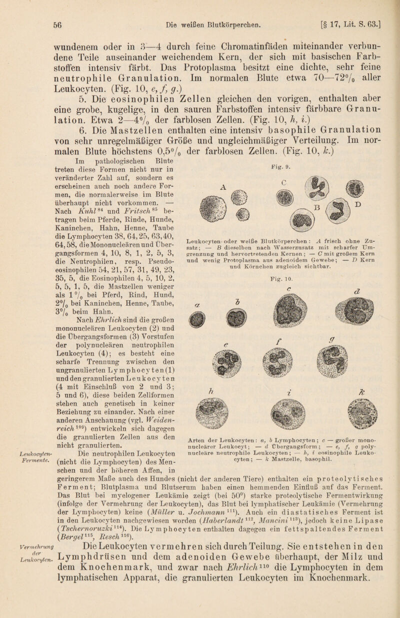 wundenem oder in 3—4 durch feine Chromatinfäden miteinander verbun¬ dene Teile auseinander weichendem Kern, der sich mit basischen Farb¬ stoffen intensiv färbt. Das Protoplasma besitzt eine dichte, sehr feine neutrophile Granulation. Im normalen Blute etwa 70—72% aller Leukocyten. (Fig. 10, e, f] g.) 5. Die eosinophilen Zellen gleichen den vorigen, enthalten aber eine grobe, kugelige, in den sauren Farbstoffen intensiv färbbare Granu¬ lation. Etwa 2—4% der farblosen Zellen. (Fig. 10, h, i) 6. Die Mastzellen enthalten eine intensiv basophile Granulation von sehr unregelmäßiger Größe und ungleichmäßiger Verteilung. Im nor¬ malen Blute höchstens 0,5®/o der farblosen Zellen. (Fig. 10, h.) LeuJcocyien- Fermente, Vermehrung der Leukoryten, Fig. 9. Leukocyten oder weiße Blutkörperchen : A frisch ohne Zu¬ satz; — B dieselben nach Wasserzusatz mit scharfer Um¬ grenzung und hervortretenden Kernen ; — C mit großem Kern und wenig Protoplasma aus adenoidem Gewebe; — D Kern und Körnchen zugleich sichtbar. Fig. 10. Im pathologischen Blute treten diese Formen nicht nur in veränderter Zahl auf, sondern es erscheinen auch noch andere For¬ men, die normalerweise im Blute überhaupt nicht Vorkommen. — Nach Kuhl^^ und Fritsch^^ be¬ tragen beim Pferde, Rinde, Hunde, Kaninchen, Hahn, Henne, Taube die Lymphocyten 38, 64,25, 63,40, 64,58, die Mononucleären und Über¬ gangsformen 4, 10, 8, 1, 2, 5, 3, die Neutrophilen, resp. Pseudo¬ eosinophilen 54, 21, 57, 31, 49, 23, 35, 5, die Eosinophilen 4, 5, 10, 2, 5, 5, 1, 5, die Mastzellen weniger als 17o bei Pferd, Rind, Hund, 27o bei Kaninchen, Henne, Taube, 37o beim Hahn. Nach sind die großen mononucleären Leukocyten (2) und die Übergangsformen (3) Vorstufen der polynucleären neutrophilen Leukocyten (4); es besteht eine scharfe Trennung zwischen den ungranulierten Lymphocyten (1) und den granulierten Leukocyten (4 mit Einschluß von 2 und 3; 5 und 6), diese beiden Zellformen stehen auch genetisch in keiner Beziehung zu einander. Nach einer anderen Anschauung (vgl. Weiden- reich'^^^) entwickeln sich dagegen die granulierten Zellen aus den nicht granulierten. Die neutrophilen Leukocyten (nicht die Lymphocyten) des Men¬ schen und der höheren Atfen, in geringerem Maße auch des Hundes (nicht der anderen Tiere) enthalten ein proteolytisches Ferment; Blutplasma und Blutserum haben einen hemmenden Einfluß auf das Ferment. Das Blut bei myelogener Leukämie zeigt (bei 507 starke proteolytische Fermentwirkung (infolge der Vermehrung der Leukocyten), das Blut bei lymphatischer Leukämie (Vermehrung der Lymphocyten) keine {Müller u. JochmannAuch ein diastatisches Ferment ist in den Leukocyten nachgewiesen worden {Haherlandt'^'^^, 3Iancini'^^^), jedoch keine Lipase {Tschernoruzki'^'^^). Die Ly mphocyt en enthalten dagegen ein fett sp altendes Ferra ent {BergeF'^'^j Resch'^^^). Arten der Leukocyten: a, b Lymphocyten; c — großer mono- nncleärer Leukocyt; — d Übergangsform ^ — e, f, q poly- nucleäre neutrophile Leukocyten; — h, i eosinophile Leuko¬ cyten; — k Mastzelle, basophil. Die Leukocyten vermehren sich durch Teilung. Sie entstehen in den Lymphdrüsen und dem adenoiden Gewebe überhaupt, der Milz und dem Knochenmark, und zwar nach Ehrlich^'^^ die Lymphocyten in dem lymphatischen Apparat, die granulierten Leukocyten im Knochenmark.