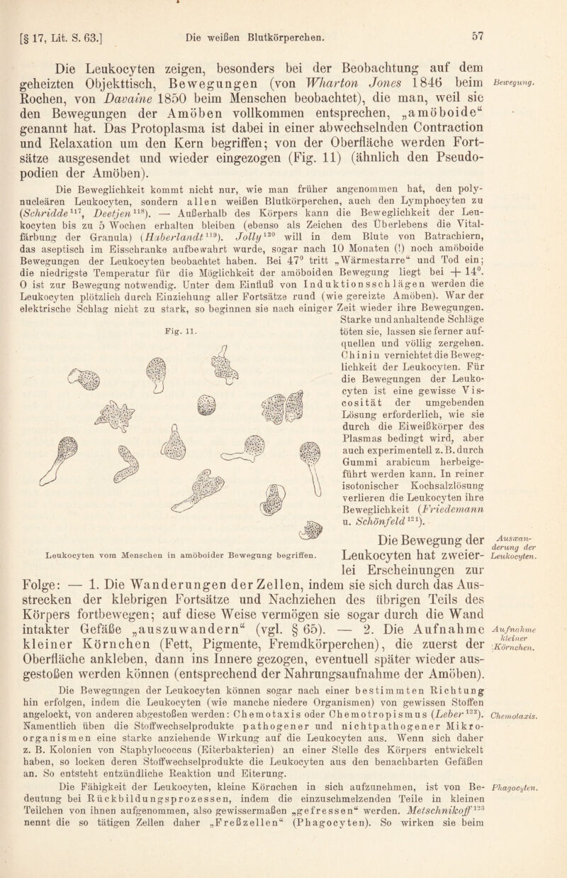 Die Leukocyten zeigen, besonders bei der Beobachtung auf dem geheizten Objekttisch, Bewegungen (von Wharton Jones 1846 beim Bewegung. Rochen, von Davaine 1850 beim Menschen beobachtet), die man, weil sie den Bewegungen der Amöben vollkommen entsprechen, „amöboide“ genannt hat. Das Protoplasma ist dabei in einer abwechselnden Contraction und Relaxation um den Kern begrilfen; von der Oberfläche werden Fort¬ sätze ausgesendet und wieder eingezogen (Fig. 11) (ähnlich den Pseudo¬ podien der Amöben). Die Beweglichkeit kommt nicht nur, wie man früher angenommen hat, den poly- nucleären Leukocyten, sondern allen weißen Blutkörperchen, auch den Lymphocyten zu {Schridde'^'^'^^ Deetjen^^^). —• xiußerhalb des Körpers kann die Beweglichkeit der Leu¬ kocyten bis zu 5 Wochen erhalten bleiben (ebenso als Zeichen des Überlebens die Vital¬ färbung der Granula) (Haberlandt''-'^^). Jolli/^^^ will in dem Blute von Batrachiern, das aseptisch im Eisschranke aufbewahrt Avurde, sogar nach 10 Monaten (!) noch amöboide Bewegungen der Leukocyten beobachtet haben. Bei 47*^ tritt „Wärmestarre“ und Tod ein; die niedrigste Temperatur für die Möglichkeit der amöboiden Bewegung liegt bei 14°. 0 ist zur BeAvegung notwendig. Unter dem Einfluß von Induktionsschlägen werden die Leukocyten plötzlich durch Einziehung aller Fortsätze rund (wie gereizte Amöben). War der elektrische Schlag nicht zu stark, so beginnen sie nach einiger Zeit wieder ihre BeAvegungen. Starke und anhaltende Schläge töten sie, lassen sie ferner auf¬ quellen und völlig zergehen. Chinin vernichtet die Beweg¬ lichkeit der Leukocyten. Für die Bewegungen der Leuko¬ cyten ist eine gewisse Vis- cosität der umgebenden Lösung erforderlich, wie sie durch die Eiweißkörper des Plasmas bedingt wird, aber auch experimentell z.B. durch Gummi arabicum herbeige¬ führt werden kann. In reiner isotonischer Kochsalzlösung verlieren die Leukocyten ihre Beweglichkeit {dViedemann u. Schönfeld ■ Die Beweffunff der -^^swan- 1 ^ ^ • aerung der Leakocyten bat zweier- Leukocyten. lei Erscbeinnngen zur Folge: — 1. Die Wanderungen der Zellen, indem sie sich durch das Aus¬ strecken der klebrigen Fortsätze und Nachziehen des übrigen Teils des Körpers fortbewegen- auf diese Weise vermögen sie sogar durch die Wand intakter Gefäße „auszuwandern“ (vgl. § 65). — 2. Die Aufnahme Aufnahme kleiner Körnchen (Fett, Pigmente, Fremdkörperchen), die zuerst der [KörncZn. Oberfläche ankleben, dann ins Innere gezogen, eventuell später wieder aus¬ gestoßen werden können (entsprechend der Nahrungsaufnahme der Amöben). Die Bewegungen der Leukocyten können sogar nach einer bestimmten Richtung hin erfolgen, indem die Leukocyten (Avie manche niedere Organismen) von gewissen Stoffen angelockt, von anderen abgestoßen werden; Chemotaxis oder Chemotropismus {LeberChemotaxis. Namentlich üben die Stoff’wechselprodukte pathogener und nichtpathogener Mikro¬ organismen eine starke anziehende Wirkung auf die Leukocyten aus. Wenn sich daher z. B. Kolonien von Staphylococcus (Eiterbakterien) an einer Stelle des Körpers entwickelt haben, so locken deren Stoffwechselprodukte die Leukocyten aus den benachbarten Gefäßen an. So entsteht entzündliche Reaktion und Eiterung. Die Fähigkeit der Leukocyten, kleine Körnchen in sich aufzunehmen, ist von Be- Phagocgten. deutung bei Rückbildungsprozessen, indem die einzuschmelzenden Teile in kleinen Teilchen von ihnen aufgenommen, also gewissermaßen „gefressen“ werden. Metschnikoff^^^ nennt die so tätigen Zellen daher „Freßzellen“ (Phagocyten). So wirken sie beim