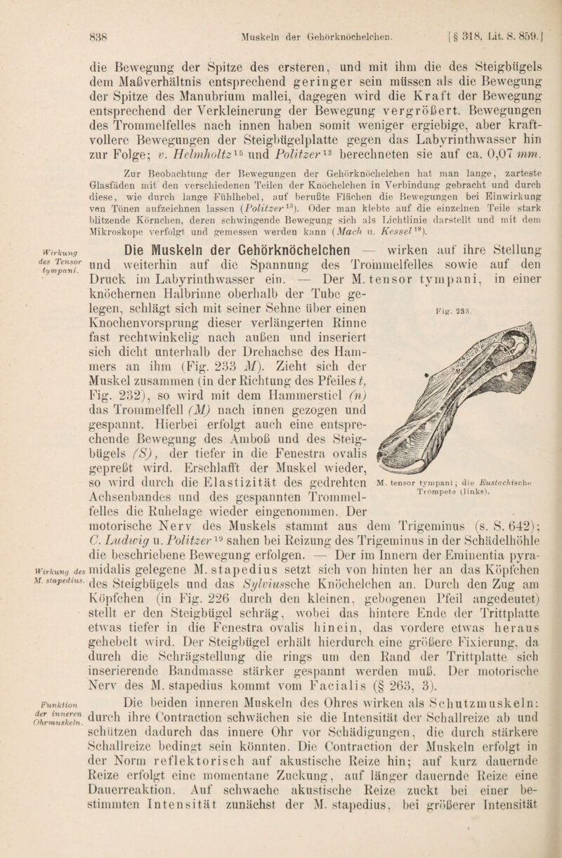 die Bewegung der Spitze des ersteren, und mit ihm die des Steigbügels dem Maß Verhältnis entsprechend geringer sein müssen als die Bewegung der Spitze des Manubrium mallei, dagegen wird die Kraft der Bewegung entsprechend der Verkleinerung der Bewegung vergrößert. Bewegungen des Trommelfelles nach innen haben somit weniger ergiebige, aber kraft¬ vollere Bewegungen der Steigbügelplatte gegen das Labyrinthwasser hin zur Folge; v. HelmhoUz^^ und Politzerberechneten sie auf ca. 0,07 mm. Zur Beobachtung’ der Beweg:ungen der Gehörknöchelchen hat man lange, zarteste Glasfäden mit den verschiedenen Teilen der Knöchelchen in Verbindung gebracht und durch diese, wie durch lange Fühlhebel, auf berußte Flächen die Bewegungen bei Einwirkung von Tönen aufzeichnen lassen {PolitzerOder man klebte auf die einzelnen Teile stark blitzende Körnchen, deren schwingende Bewegung sich als Lichtlinie darstellt und mit dem Mikroskope verfolgt und gemessen werden kann [Mach u. Kessel'^^). Wirkung Fig. 233. in einer Die Muskeln der Gehörknöchelchen — wirken auf ihre Stellung %JpanT weiterhin auf die Spannung des Trommelfelles sowie auf den Druck im Labyrinthwasser ein. — Der M. tensor tympani, knöchernen Halbrinne oberhalb der Tube ge¬ legen, schlägt sich mit seiner Sehne über einen Knochenvorsprung dieser verlängerten Rinne fast rechtwiukelig nach außen und inseriert sich dicht unterhalb der Drehachse des Ham¬ mers an ihm ( Fig. 233 71/). Zieht sich der Muskel zusammen (in der Richtung des Pfeiles t, Fig. 232), so wird mit dem Hammerstiel (n) das Trommelfell (M) nach innen gezogen und gespannt. Hierbei erfolgt auch eine entspre¬ chende Bewegung des Amboß und des Steig¬ bügels fS), der tiefer in die Fenestra ovalis gepreßt wird. Erschlafft der Muskel wieder, so wird durch die Elastizität des gedrehten Achsenbandes und des gespannten Trommel¬ felles die Ruhelage wieder eingenommen. Der motorische Nerv des Muskels stammt aus dem Trigeminus (s. S. 642); C. Ludwig u. Politzer sahen bei Reizung des Trigeminus in der Schädelhöhle die beschriebene Bewegung erfolgen. — Der im Innern der Eminentia pyra- Wirkung des midalis gelegene M. stapedius setzt sich von hinten her an das Köpfchen des Steigbügels und das Sylvius^ohQ Knöchelchen an. Durch den Zug am Köpfchen (in Fig. 226 durch den kleinen, gebogenen Pfeil angedeutet) stellt er den Steigbügel schräg, wobei das hintere Ende der Trittplatte etwas tiefer in die Fenestra ovalis hinein, das vordere etwas heraus gehebelt wird. Der Steigbügel erhält hierdurch eine größere Fixierung, da durch die Schrägstellung die rings um den Rand der Trittplatte sich inserierende Bandmasse stärker gespannt werden muß. Der motorische Nerv des M. stapedius kommt vom Facialis (§ 263, 3). M. tensor tympani; die Eustachische Trompete O’iiks). Funktion der inneren Ohrmuskeln. Die beiden inneren Muskeln des Ohres wirken als Schutzmuskeln: durch ihre Contraction schwächen sie die Intensität der Schallreize ab und schützen dadurch das innere Ohr vor Schädigungen, die durch stärkere Schallreize bedingt sein könnten. Die Contraction der Muskeln erfolgt in der Norm reflektorisch auf akustische Reize hin; auf kurz dauernde Reize erfolgt eine momentane Zuckung, auf länger dauernde Reize eine Daiierreaktion. Auf schwache akustische Reize zuckt bei einer be¬ stimmten Intensität zunächst der M. sta])edius, bei größerer Intensität