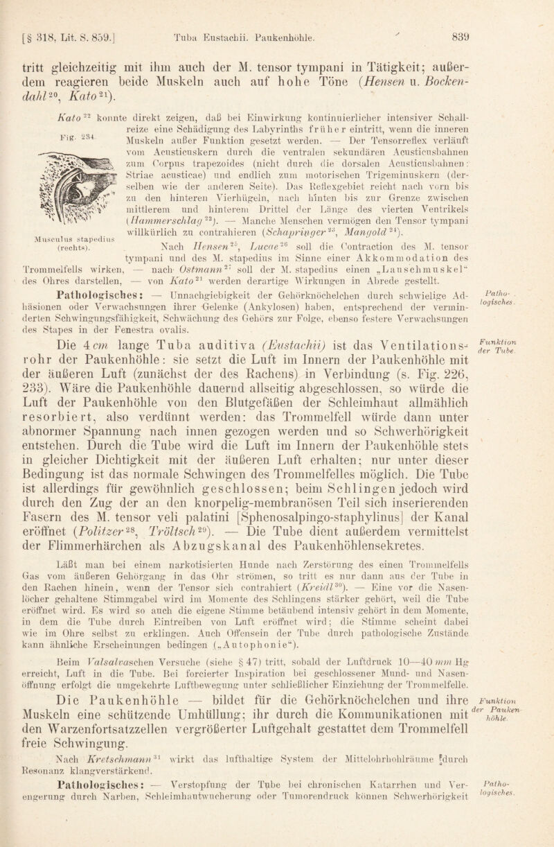 tritt gleichzeitig mit ihm auch der M. tensor tympani in Tätigkeit; außer¬ dem reagieren beide Muskeln auch auf hohe Töne {Heiisen u. Bocken- Kalo Fig. 234 'V Musculus stapedius (rechts). konnte direkt zeigen, daß bei Einwirkung kontinuierlicher intensiver Schall¬ reize eine Schädigung des Labyrinths früher eintritt, wenn die inneren Muskeln außer Funktion gesetzt werden. — Der Tensorreflex verläuft vom Acusticuskern durch die ventralen sekundären Acusticusbahnen zum Corpus trapezoides (nicht durch die dorsalen Acusticusbahnen: Striae acusticae) und endlich zum motorischen Trigemiiiuskern (der¬ selben wie der anderen Seite). Das Kefiexgebiet reicht nach vorn bis zu den hinteren Vierhügeln, nach liinten Ijis zur Grenze zwischen mittlerem und hinterem Drittel der Länge des vierten Ventrikels ( Haminerschlag — Manche Menschen vermögen den Tensor tympani 2 4\ willkürlich zu contrahieren {Schaprig,ger'^''\ Mangold ) 26 Nach llensen‘'% Lucae tympani und des IVl. stapedius im ITommelfells wirken, — nach Ostmann soll der M. des Ohres darstellen, — von Kato^^ werden derartige soll die Contraction des M. tensor Sinne einer Akkommodation des stapedius einen „Lauschmuskel'‘ Wirkungen in Abrede gestellt. Patholog'isclies; — Unnachgiebigkeit der Gehörknöchelchen durch schwielige Ad¬ häsionen oder Verwachsungen ihrer Gelenke (Ankylosen) haben, entsprechend der vermin¬ derten Schwingungsfähigkeit, Schwächung des Gehörs zur Folge, ebenso festere Verwachsungen des Stapes in der Fenestra ovalis. Die 4cm lange Tuba auditiva (Eustachii) ist das Ventilations¬ rohr der Paukenhöhle: sie setzt die Luft im Innern der Paukenhöhle mit der äußeren Luft (zunächst der des Rachens) in Verbindung (s. Fig. 226, 233). Wäre die Paukenhöhle dauernd allseitig abgeschlossen, so würde die Luft der Paukenhöhle von den Blutgefäßen der Schleimhaut allmählich resorbiert, also verdünnt werden: das Trommelfell würde dann unter abnormer Spannung nach innen gezogen werden und so Schwerhörigkeit entstehen. Durch die Tube wird die Luft im Innern der Paukenhöhle stets in gleicher Dichtigkeit mit der äußeren Luft erhalten; nur unter dieser Bedingung ist das normale Schwingen des Trommelfelles möglich. Die Tube ist allerdings für gewöhnlich geschlossen; beim Schlingen jedoch wird durch den Zug der an den knorpelig-membranösen Teil sich inserierenden Fasern des M. tensor veli palatini [Sphenosalpingo-staphylinus| der Kanal eröffnet {PolitzerTröltsch^^). — Die Tube dient außerdem vermittelst der Flimmerhärchen als Abzugskanal des Paukenhöhlensekretes. Läßt man bei einem narkotisierten Hunde nach Zerstörung des einen '’fb'ommelfells Gas vom äußeren Gehörgang in das Ohr strömen, so tritt es nur dann aus der Tube in den Rachen hinein, wenn der Tensor sich contrahiert (KreidP^). — Eine vor die Nasen¬ löcher gehaltene Stimmgabel wird im Momente des Sehlingens stärker gehört, weil die Tube eröffnet ward. Es wird so auch die eigene Stimme betäubend intensiv gehört in dem Momente, in dem die Ihibe durch Eintreiben von Luft eröffnet wird; die Stimme scheint dabei wie im Ohre selbst zu erklingen. Auch Offensein der Tube durch pathologische Zustände kann ähnliche Erscheinungen bedingen („Autophonie“)- Heim Valsalvaschen Versuche (siehe §47) tritt, sobald der Luftdruck 10—40 wvu Hg erreicht, Luft in die Tube. Bei forcierter Inspiration bei geschlossener Mund- und Nasen¬ öffnung erfolgt die umgekehrte Luftbewegung unter schließlicher Einziehung der l^rommelfelle. Die Paukenhöhle — bildet für die Gehörknöchelchen und ihre Muskeln eine schützende Umhüllung; ihr durch die Kommunikationen mit den Warzenfortsatzzellen vergrößerter Luftgehalt gestattet dem Trommelfell freie Sehwingung. Nach Kretschmann''^^ wirkt das lufthaltige System der Mittelohrhohlräume ^durcli Resonanz klangverstärkenci. Pathologisches: — Verstopfung der Tube bei chronischen Katarrhen und \'ej-- eiigerung durch Narben, ScbleimhautAvucherung oder Tumorendruck können Schwerhörigkeit Patho¬ logisches Funktion der Tube. Funkt ioti der Pauken höhle. Patho¬ logisches.