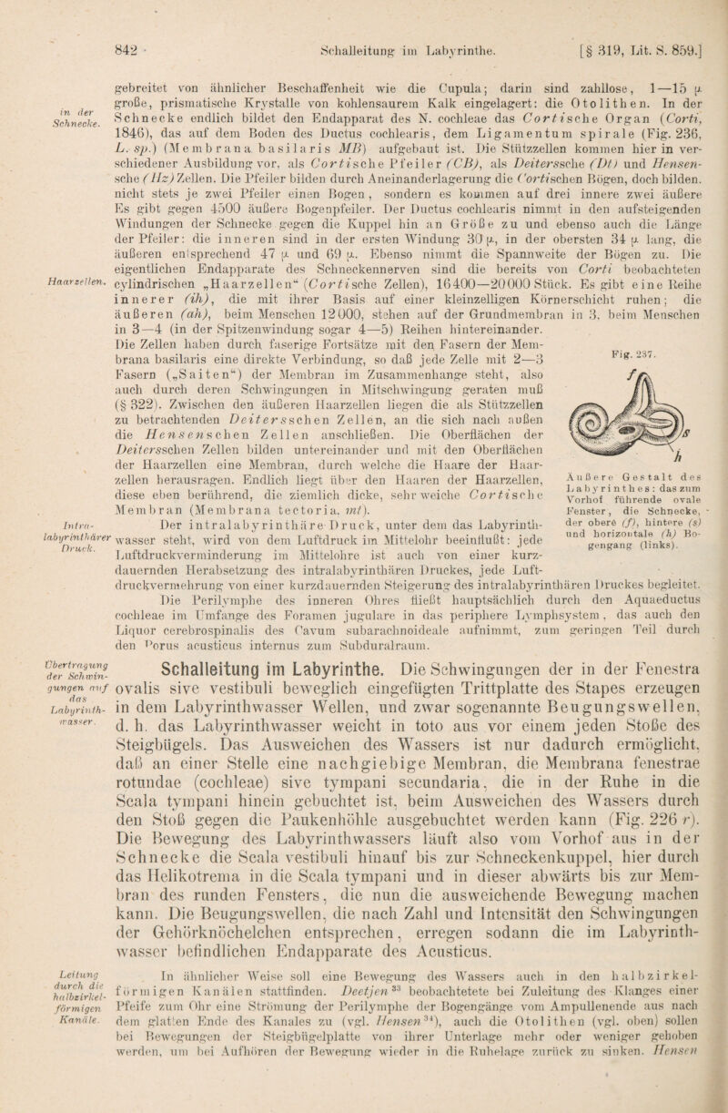 in der Schnecke. Haarzellen. Intra- labyrinthärer Druck. Übertragung der Schwin¬ gungen auf das Labyrinth¬ wasser. Leitung durch die halhzirkel- förmigen Kanäle. 842 • Schalleitung- ini Labyrinthe. [§ 319, Lit. S. 859.] gebreitet von ähnlicher Beschafienheit wie die Cupula; darin sind zahllose, 1—15 p- große, prismatische Krystalle von kohlensaurem Kalk eingelagert: die Otolithen. In der Schnecke endlich bildet den Endapparat des N. cochleae das CortisQ.\\Q Organ {Corti, 1846), das auf dem Boden des Ductus cochlearis, dem Ligamentum spirale (Fig. 236, L. sp.) (Membrana basilaris MB) aufgebaut ist. Die Stützzellen kommen hierin ver¬ schiedener Ausbildung vor, als Cor tische Pfeiler (CB)., als Deiterssehe (Dt) und Hensen- sche (llz) Zellen. Die Pfeiler bilden durch Aneinanderlagerung die i'ortisehen Bögen, doch bilden, nicht stets je zwei Pfeiler einen Bogen , sondern es kommen auf drei innere zwei äußere Es gibt gegen 4500 äußere Bogenpfeiler. Der Ductus cochlearis nimmt in den aufsteigenden Windungen der Schnecke gegen die Kuppel hin an Große zu und ebenso auch die Länge der Pfeiler: die inneren sind in der ersten Windung 30 p-, in der obersten 34 p. lang, die äußeren eni sprechend 47 p. und 69 p-. Ebenso nimmt die Spannweite der Bögen zu. Die eigentlichen Endapparate des Schneckennerven sind die bereits von Corti beobachteteji cylindrischen „Haarzellen“ (Corsehe Zellen), 16400—20000 Stück. Es gibt eine Reihe innerer (ih), die mit ihrer Basis auf einer kleinzelligen Körnerschicht ruhen; die äußeren (ah)., beim Menschen 12000, stehen auf der Grundmembran in 3. beim Menschen in 3—4 (in der Spitzenwindung sogar 4—5) Reihen hintereinander. Die Zellen haben durch faserige Fortsätze mit den Fasern der Mem¬ brana basilaris eine direkte Verbindung, so daß jede Zelle mit 2—3 Fasern („Saiten“) der Membran im Zusammenhänge steht, also auch durch deren Schwingungen in Mitschwingung geraten muß (§ 322). Zwischen den äußeren HaarzeUen liegen die als Stützzellen zu betrachtenden Deiterssehen Zellen, an die sich nach außen die Hensensehen Zellen anschließen. Die Oberflächen der Deiterssehen Zellen bilden untereinander und mit den Oberflächen der Haarzellen eine Membran, durch welche die Haare der Haar¬ zellen herausragen. Endlich liegt über den Haaren der HaarzeUen, diese eben berührend, die ziemlich dicke, sehr weiche Cortisehe Membran (Membrana tectoria. mt). Der intralabyrinthäre-Druck, unter dem das Labyrintii- wasser steht, wird von dem Luftdruck im Mittelohr beeinflußt: jede Tjiiftdruckverminderung im j\Iittelohre ist auch von einer kurz¬ dauernden Herabsetzung des intralabyrinthären Druckes, jede Luft¬ druckvermehrung von einer kurzdauernden Steigerung des intralab3^rinthären Druckes begleitet. Die Perilv'mphe des inneren Ohres fließt hauptsächlich durch den Aquaeductus cochleae im Umfange des Foramen jugulare in das periphere Lvmphsystem , das auch den Liquor cerebrospinalis des Gaviim subarachnoideale aufnimmt, zum geringen Ihil durch den 'hrus acusticus internus zum Subduralraum. Schalleitung im Labyrinthe. Die Schwingangen der in der Fenestra ovalis sive vestibuli beweglich eingefügten Trittplatte des Stapes erzeugen in dem Labyrinthwasser Wellen, und zwar sogenannte Beugungswellen, d. h. das Labyrinthwasser weicht in toto aus vor einem jeden Stoße des Steigbügels. Das Ausweichen des Wassers ist nur dadurch ermöglicht, daß an einer Stelle eine nachgiebige Membran, die Membrana fenestrae rotundae (cochleae) sive tympani secundaria, die in der Ruhe in die Scala tympani hinein gebuchtet ist, beim Ausweichen des Wassers durch den Stoß gegen die Paukenhöhle ausgebuchtet werden kann (Fig. 226 r). Die Bewegung des Labyrinthwassers läuft also vom Vorhof aus in der Schnecke die Scala vestibuli hinauf bis zur Schneckenkuppel, hier durch das Helikotrema in die Scala tympani und in dieser abwärts bis zur Mem¬ bran des runden Fensters, die nun die ausweichende Bewegung machen kann. Die Beugungswellen, die nach Zahl und Intensität den Schwingungen der Gehörknöchelchen entsprechen, erregen sodann die im Labyrinth- wasser l>efindlichen Endapparate des Acusticus. In ähnlicher Weise soll eine Bewegung- des Wassers auch in den halb zirkel- förmigen Kanälen stattfinden. Deetjen^'^ beobachtetete bei Zuleitung des Klanges einer Pfeife zum Ohr eine Strömung der Perilympbe der Bogengänge vom Ampullenende aus nach dem glatten Ende des Kanales zu (vgl. Hensen'^^)., auch die Otolithen (vgl. oben) sollen bei Bewegungen der Steigbügelplatte von ihrer Unterlage mehr oder weniger gehoben werd(m, um l)ei Aufhören der Bewegung wieder in die Ruhelage zurück zu sinken, ffcnseii Fig.237. .\ußere Gestalt des 1j a b y r i n t h e s : das zum Vorhof führende ovale Fenster, die Schnecke, - der obere (f), hintere (s) und horizontale (h) Bo¬ gengang (links).