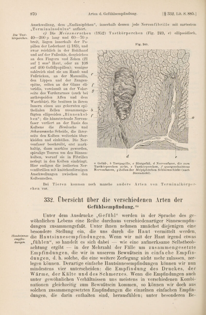 Die Tasi- kvrperchen. IJauUinv es- empßn- du/ngen Fig. 249. Anschwellung, dem „Plndknöpfchen“, innerhalb dessen jede Nervenfibrille mit zartestem „Terminalnodulus“ aufliört. c) Die MeissnersQ,\\ax\ (1852) Tastkörperchen (Fig. 249, e) ellipsoidisch, 40—200 [J. lang und 60—70 [j- breit, liegen innerhalb der Pa¬ pillen der Lederhaut (§ 183), und zwar reichlich in der Hohlhand und auf der Fußsohle, desgleichen an den Fingern und Zehen (21 auf 1 imii^ Haut, oder zu 108 auf 400 Gefaßpapiilen); weniger zahlreich sind sie am Hand- und Fußrücken, an der Mammilla, den Lippen und der Zungen¬ spitze, selten an der Glans cli- toridis, vereinzelt an der Volar¬ seite des Vorderarmes (auch bei anthropoiden Atfen und dem Waschbär). Sie besitzen in ihrem Innern einen aus gekernten epi¬ thelialen Zellen zusammenge¬ fügten ellipsoiden „Binnenkol¬ ben“; die hinzutretende Nerven¬ faser verliert an der Basis des Kolbens die i/ew Zische und SchwannsohQ Scheide, die ihrer¬ seits den Kolben weiterhin über¬ kleiden und einhüllen. Die Ner¬ venfaser beschreibt, erst mark¬ haltig, dann marklos geworden, spiralige Touren um den Binnen¬ kolben, worauf sie in Fibrillen zerlegt in den Kolben eindringt. Hier endigen die isolierten Ner- venfibrillen mit knötchenförmigen Anschwellungen Kolbenzellen. zwischen den a Gefäß-, b Tastpapille, c Blutgefäß, d Nervenfaser, die zum Tastkörperchen zieht, e Tastkörperchen, f quergeschnittene Nervenfasern, g Zellen der Malpighischen Schleimschicht (nach Biesiadecki). Bei Tieren kommen noch manche andere Arten von Terminalkörp(M’- chen vor. 332. Übersicht über die verschiedenen Arten der Gefühlsenipfindung. Unter dem Ausdrucke „Grcfühl“ werden in der Sprache des ge¬ wöhnlichen Lebens eine Reihe durchaus verschiedenartiger Sinnesemphn- dungen zusammengefaßt. Unter ihnen nehmen zunächst diejenigen eine besondere Stellung ein, die uns durch die Haut vermittelt werden, die Hautsinnesempfindungen. Wenn wir mit der Haut irgend etwas „fühlen“, so handelt es sich dabei — wie eine aufmerksame Selbstbeob¬ achtung ergibt — in der Mehrzahl der Fälle um zusammengesetzte Empfindungen, die wir in unserem Bewußtsein in einfache Empfin¬ dungen, d. h. solche, die eine weitere Zerlegung nicht mehr zulassen, zer¬ legen können. Derartige einfache Hautsinnesempfindungen können wir nun mindestens vier unterscheiden: die Empfindung des Druckes, der Wärme, der Kälte und des Schmerzes. Wenn die Empfindungen auch unter gewöhnlichen Verhältnissen uns meistens in verschiedenen Kombi¬ nationen gleichzeitig zum Bewußtsein kommen, so können wir doch aus solchen zusammengesetzten Empfindungen die einzelnen einfachen Empfin¬ dungen, die darin enthalten sind, herausfühlcn; unter besonderen Be-