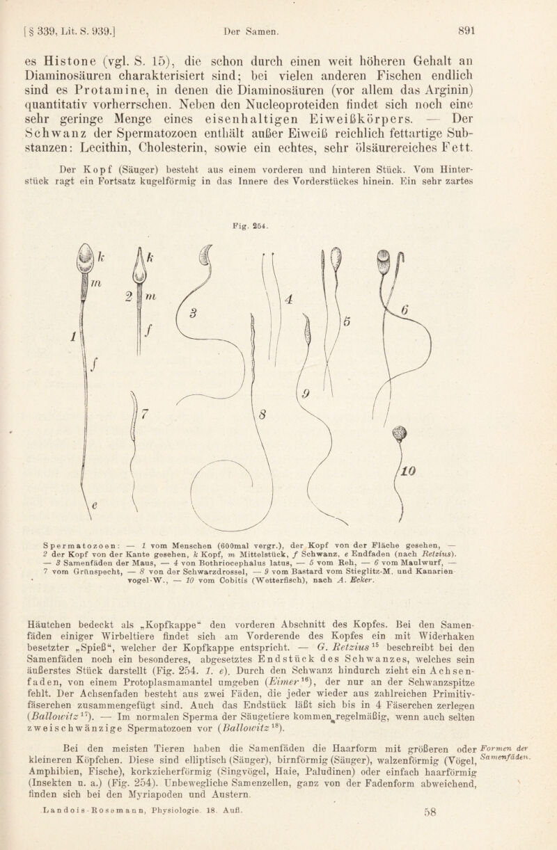es Histone (vgl. S. 15), die schon durch einen weit höheren Gehalt an Diaminosäuren charakterisiert sind; bei vielen anderen Fischen endlich sind es Protamine, in denen die Diaminosäuren (vor allem das Arginin) quantitativ vorherrschen. Neben den Nucleoproteiden hndet sich noch eine sehr geringe Menge eines eisenhaltigen Eiweißkörpers. — Der Schwanz der Spermatozoen enthält außer Eiweiß reichlich fettartige Sub¬ stanzen: Lecithin, Cholesterin, sowie ein echtes, sehr ölsäurereiches Fett. Der Kopf (Säuger) besteht aus einem vorderen und hinteren Stück. Vom Hinter¬ stück ragt eia Fortsatz kugelförmig in das Innere des Vorderstückes hinein. Ein sehr zartes Fig. 254. Spermatozoen: — 1 vom Menschen (ÖOOmal vergr.), der Kopf von der Fläche gesehen, — 2 der Kopf von der Kante gesehen, k Kopf, m, Mittelstück, f Schwanz, e Endfaden (nach Metzius). — 3 Samenfäden der Maus, — 4 von Bothriocephalus latus, — 5 vom Reh, — 6 vom Maulwurf, — 7 vom Grünspecht, — 8 von der Schwarzdrossel, — 9 vom Bastard vom Stieglitz-M. und Kanarien vogel-W., — 10 vom Cobitis (Wetterfisch), nach A. Ecker. Häutchen bedeckt als „Kopfkappe“ den vorderen Abschnitt des Kopfes. Bei den Samen¬ fäden einiger Wirbeltiere findet sich am Vorderende des Kopfes ein mit Widerhaken besetzter „Spieß“, welcher der Kopfkappe entspricht. — G. Metzius'^^ beschreibt bei den Samenfäden noch ein besonderes, abgesetztes Endstück des Schwanzes, welches sein äußerstes Stück darstellt (Fig. 254. 1. e). Durch den Schwanz hindurch zieht ein Ach sen- faden, von einem Protoplasmamantel umgeben {Eimer der nur an der Schwanzspitze fehlt. Der Achsenfaden besteht aus zwei Fäden, die jeder wieder aus zahlreichen Primitiv¬ fäserchen zusammengefügt sind. Auch das Endstück läßt sich bis in 4 Fäserchen zerlegen {Balloiviiz'^^'). — Im normalen Sperma der Säugetiere kommen^regelmäßig, wenn auch selten zweischwänzige Spermatozoen vor {Ballowitz^^). Bei den meisten Tieren haben die Samenfäden die Haarform mit größeren oder Formen der kleineren Köpfchen. Diese sind elliptisch (Säuger), bimförmig (Säuger), walzenförmig (Vögel, Amphibien, Fische), korkzieherförmig (Singvögel, Haie, Paladinen) oder einfach haarförmig (Insekten n. a.) (Fig. 254). Unbewegliche Samenzellen, ganz von der Fadenform abweichend, finden sich bei den Myriapoden und Austern. Landois-Rosemann, Physiologie. 18. Aufl. 58