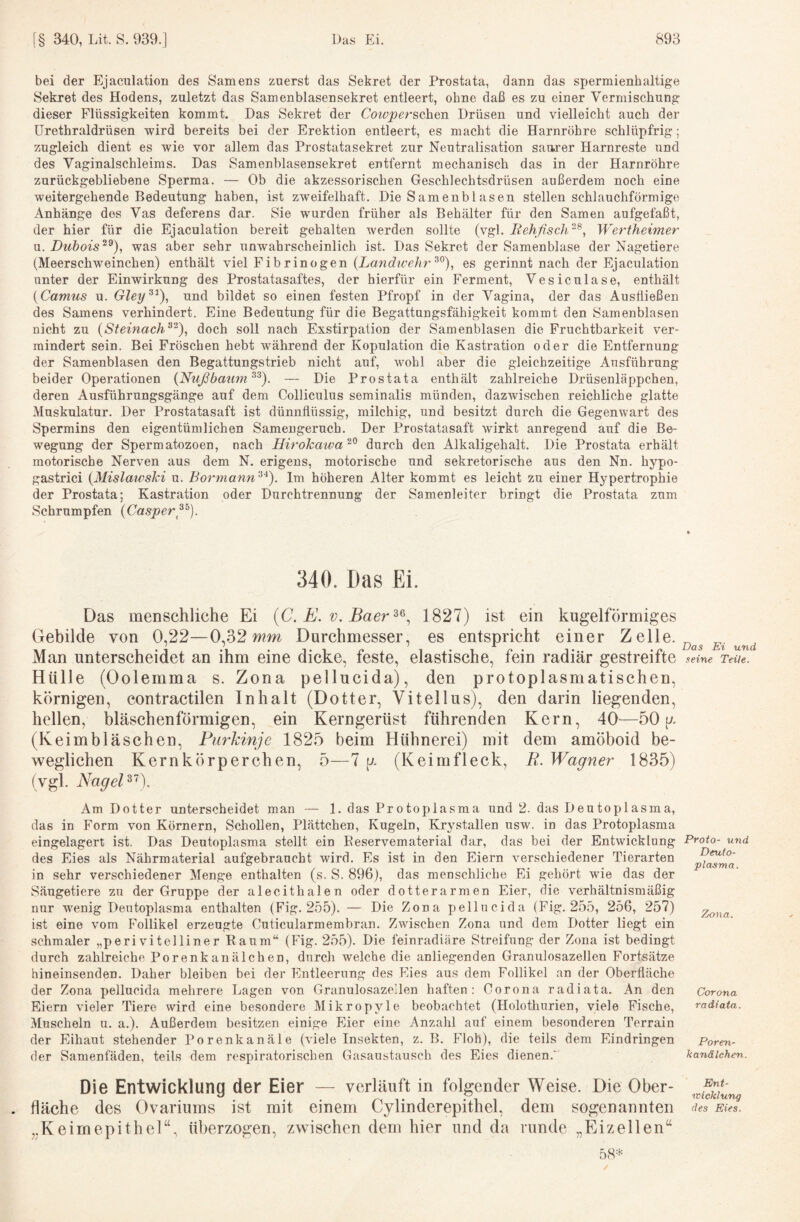 bei der Ejaculatioii des Samens zuerst das Sekret der Prostata, dann das spermienhaltige Sekret des Hodens, zuletzt das Samenblasensekret entleert, ohne daß es zu einer Vermischung dieser Flüssigkeiten kommt. Das Sekret der CotvpersohQTi Drüsen und vielleicht auch der ürethraldrüsen wird bereits bei der Erektion entleert, es macht die Harnröhre schlüpfrig; zugleich dient es wie vor allem das Prostatasekret zur Neutralisation sauj’er Harnreste und des Vaginalschleims. Das Samenblasensekret entfernt mechanisch das in der Harnröhre zurückgebliebene Sperma. — Ob die akzessorischen Geschlechtsdrüsen außerdem noch eine weitergehende Bedeutung haben, ist zweifelhaft. Die Samenbläsen stellen schlauchförmige Anhänge des Vas deferens dar. Sie wurden früher als Behälter für den Samen aufgefaßt, der hier für die Ejaculation bereit gehalten werden sollte (vgl. BehßscJi^^, Wei^theimer Duhois^^), was aber sehr unwahrscheinlich ist. Das Sekret der Samenblase der Nagetiere (Meerschweinchen) enthält viel Fibrinogen (Landwehr es gerinnt nach der Ejaculation unter der Einwirkung des Prostatasaftes, der hierfür ein Ferment, Vesiculase, enthält (Camus u. Gley^^), und bildet so einen festen Pfropf in der Vagina, der das Austließen des Samens verhindert. Eine Bedeutung für die Begattungsfähigkeit kommt den Samenblasen nicht zu (Steinach^^), doch soll nach Exstirpation der Samenblasen die Fruchtbarkeit ver¬ mindert sein. Bei Fröschen hebt während der Kopulation die Kastration oder die Entfernung der Samenblasen den Begattungstrieb nicht auf, wohl aber die gleichzeitige Ausführung beider Operationen (Nußbaum^^). — Die Prostata enthält zahlreiche Drüsenläppchen, deren Ausführungsgänge auf dem Colliculus seminalis münden, dazAvischen reichliche glatte Muskulatur. Der Prostatasaft ist dünnflüssig, milchig, und besitzt durch die Gegenwart des Spermins den eigentümlichen Samengeruch. Der Prostatasaft wirkt anregend auf die Be¬ wegung der Spermatozoen, nach Hirokawa^^ durch den Alkaligehalt. Die Prostata erhält motorische Nerven aus dem N. erigens, motorische und sekretorische aus den Nn. hypo- gastrici (Mislaivski u. Bormann^‘^). Im höheren Alter kommt es leicht zu einer Hypertrophie der Prostata; Kastration oder Durchtrennung der Samenleiter bringt die Prostata zum Schrumpfen (Casperß). 340. Das Ei. Das menschliche Ei {C. E. v. Baer^^^ 1827) ist ein kugelförmiges Gebilde von 0,22—wm Durchmesser, es entspricht einer ^ ^lle. Man unterscheidet an ihm eine dicke, feste, elastische, fein radiär gestreifte seine Teile. Hülle (Oolemma s. Zona pellucida), den protoplasmatischen, körnigen, contractilen Inhalt (Dotter, Vitellus), den darin liegenden, hellen, bläschenförmigen, ein Kerngerüst führenden Kern, 40—50 p. (Keimbläschen, Purkinje 1825 beim Hühnerei) mit dem amöboid be¬ weglichen Kernkörperchen, 5—7 p. (Keimfleck, R. Wagner 1835) (vgl. NageP'^). Am Dotter unterscheidet man — 1. das Protoplasma und 2. das Deutoplasma, das in Form von Körnern, Schollen, Plättchen, Kugeln, Krystallen usw. in das Protoplasma eingelagert ist. Das Deutoplasma stellt ein Eeservematerial dar, das bei der Entwicklung des Eies als Nährmaterial aufgebraucht wird. Es ist in den Eiern verschiedener Tierarten in sehr verschiedener Menge enthalten (s. S. 896), das menschliche Ei gehört wie das der Säugetiere zu der Gruppe der alecithalen oder dotterarmen Eier, die verhältnismäßig nur wenig Deutoplasma enthalten (Fig. 255). — Die Zona pellucida (Fig. 255, 256, 257) ist eine vom Follikel erzeugte Cuticularmembran. Zwischen Zona und dem Dotter liegt ein schmaler „peri viteiliner Raum“ (Fig. 255). Die feinradiäre Streifung der Zona ist bedingt durch zahlreiche Porenkanälchen, durch welche die anliegenden Granulosazellen Fortsätze hineinsenden. Daher bleiben bei der Entleerung des Eies aus dem Follikel an der Oberfläche der Zona pellucida melirere Lagen von Granulosazellen haften: Corona radiata. An den Eiern vieler Tiere wird eine besondere Mikropyle beobachtet (Holothurien, viele Fische, Muscheln u. a.). Außerdem besitzen einige Eier eine Anzahl auf einem besonderen Terrain der Eihaut stehender Porenkanäle (viele Insekten, z. B. Floh), die teils dem Eindringen der Samenfäden, teils dem respiratorischen Gasaustausch des Eies dienen.' Proto- und Deulo- pla.sma. Zona. Corona radiata. Poren¬ kanälchen. Die Entwicklung der Eier — verläuft in folgender Weise. Die Ober- . fläche des Ovariums ist mit einem Cylinderepithel, dem sogenaunten „Keimepithel“, überzogen, zwischen dem hier und da runde „Eizellen“ 58=f= Ent¬ wicklung des Eies.