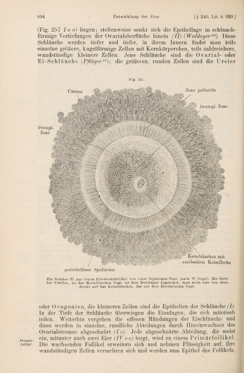 Primär¬ follikel. (Fig. 257 La a) liegen; stellenweise senkt sich die Epithellage in schlanch- förmige Vertiefungen der Ovarialoberfläche hinein (11) {Waldeyer^^). Diese Schläuche werden tiefer und tiefer, in ihrem Innern findet man teils einzelne größere, kugelförmige Zellen mit Kernkörperchen, teils zahlreichere, wandständige kleinere Zellen. Jene Schläuche sind die Ovarial- oder Ei-Schläuche {Pflügerdie größeien, rnnden Zeilen sind die Ureier Fig. 255. Protopl. Zone Zona pellucida Deutopl. Zone i perivitelliner Spaltranm Keimbläschen mit amöboidem Keimflecke Corona Bin frisches Ei aus einem Eierstocksfollikel von einer SOjährigen Frau (nach W.lSlaget). Die Seite des Vitellus, wo das Keimbläschen liegt, ist dem Beschauer zugekehrt, man sieht also von oben direkt auf das Keimbläschen, das auf dem Deutoplasma liegt. oder Ovogonien, die kleineren Zellen sind die Epithelien der Schläuche fiyl. ln der Tiefe der Schläuche über wiegen die Eianlagen, die sich mitotisch teilen. Weiterhin vergehen die offenen Mündungen der Eischläuche und diese werden in einzelne, rundliche Abteilungen durch Hineinwachsen des Ovarialstromas abgeschnürt (I c). Jede abgeschnürte Abteilung, die meist ein, mitunter auch zwei Eier (IVoo) birgt, wird zu einem Primärfollikel.. Die wachsenden Follikel erweitern sich und nehmen Flüssigkeit auf, ihre wandständigen Zellen vermehren sich und werden zum Epithel des Follikels.