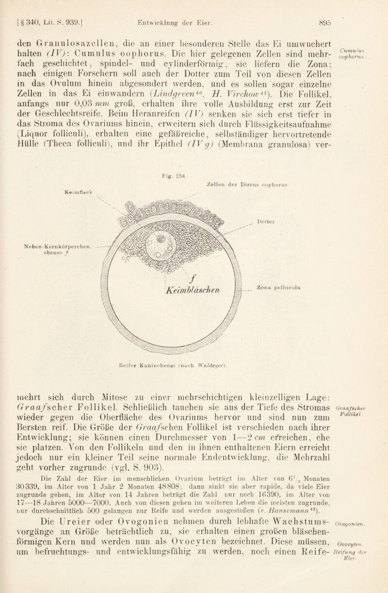 den Granulosazellen, die an einer besonderen Stelle das Ei umwuchert halten (IV): Cumnlns oophorus. Die hier gelegenen Zellen sind mehr¬ fach geschichtet, spindel- und cylinderförmig, sie liefern die Zona; nach einigen Forschern soll auch der Dotter zum Teil von diesen Zellen in das Ovulum hinein abgesondert werden, und es sollen sogar einzelne Zellen in das Ei einwandern (Lindgree7i^^\ H. Virchoiv^^). Die Follikel, anfangs nur 0,03 mm groß, erhalten ihre volle Ausbildung erst zur Zeit der Geschlechtsreife. Beim Heranreifen (IV) senken sic sich erst tiefer in das Stroma des Ovariums hinein, erweitern sich durch Flüssigkeitsaufnahme (Liquor folliculi), erhalten eine gefäßreiche, selbständiger herrortretende Hülle (Theca folliculi), und ihr Epithel (IVg) (Membrana granulosa) ver- Fjg. 256. Zellen des Disens oojihorus Kei rnfleck Neben-Kernkörperchen, ebenso f Dotter Zona pelliicicla Reifes Kaninohenei (nach Waldeyer). mehrt sich durch Mitose zu einer mehrschichtigen kleinzelligen Lage: Graa/scher Follikel. Schließlich tauchen sie aus der Tiefe des Stromas wieder gegen die Oberfläche des Ovariums hervor und sind nun zum Bersten reif. Die Größe der Grua/schen Follikel ist verschieden nach ihrer Entwicklung; sie können einen Durchmesser von 1—2 cm efreichen, ehe sic platzen. Von den Follikeln und den in ihnen enthaltenen Eiern erreicht jedoch nur ein kleiner Teil seine normale Endentwicklung, die Mehrzahl geht vorher zugrunde (vgl. S. 903). Die Zahl der Eier im menschlichen Ovarium beträgt in) Alter von (lY,, Monaten 30339, im Alter von 1 Jahr 2 Monaten 48808; dann sinkt sie aber rapide, da viele Eier zugrunde gehen, im Alter von 14 Jahren beträgt die Zahl nur noch 10390, im Alter von 17—18 Jahren 5000—7000. Auch von diesen gehen im weiteren Leben die meisten zugrunde, nur durchschnittlich 500 gelangen zur Reife und werden ausgestoßen (r. Hansemann^’^). Die Ureier oder Ovogonien nehmeu durch lebhafte Wachstums¬ vorgänge an Größe beträchtlich zu, sie erhalten einen groben bläschen¬ förmigen Kern und werden nun als Ovocyten bezeichnet. Diese müssen, um befruchtungs- und entwicklungsfähig zu werden, noch einen Reife- Cumulus oophorus. Graafscher Follikel. Ovogonien. Ovocyten. lieifnng der Eier.