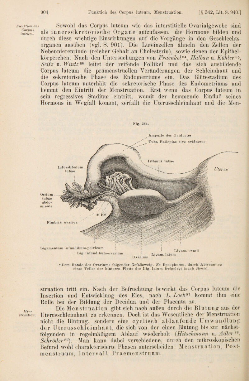 Funktion des Corpus luteum. Men- struation- Sowohl das Corpus luteum wie das interstitielle Ovarialgewebe sind als innersekretorische Organe aufzufassen, die Hormone bilden und durch diese wichtige Einwirkungen auf die Vorgänge in den Geschlechts¬ organen ausüben (vgl. S. 901). Die Luteinzellen ähneln den Zellen der Nebennierenrinde (reicher Gehalt an Cholesterin), sowie denen der Epithel¬ körperchen. Nach den Untersuchungen von Fraenhel^^^ üalhariVi.Köhler^^^ Seitz u. Wintz^^ leitet der reifende Follikel und das sich ausbildende Corpus luteum die prämenstruellen Veränderungen der Schleimhaut und die sekretorische Phase des Endometriums ein. Das Blütestadium des Corpus luteum unterhält die sekretorische Phase des Endometriums und hemmt den Eintritt der Menstruation. Erst wenn das Corpus luteum in sein regressives Stadium eintritt, womit der hemmende Einfluß seines Hormons in Wegfall kommt, zerfällt die Uterusschleimhaut und die Men- Fig. 264. Ampulle des Oviductes Infundibnlum tubae Ostium — tubae abdo¬ minale Fimbria ovarica Tuba Fallopiae sive oviductus Uterus Lig.amentum infundibulo-pelvicum | Lig. infundibnlo-ovarium 1 ■ Tjigara. ovarii ■ Ligam.latum O varinm ♦Dem Rande des Ovariums folgender Gefäßzweig. Eo Epoophoron, durch Abtrennung eines Teiles der hinteren Platte des Lig. latum freigelegt (nach Heule). struation tritt ein. Nach der Befruchtung bewirkt das Corpus luteum die Insertion und Entwicklung des Eies, nach L. Loeb^'^ kommt ihm eine Rolle bei der Bildung der Decidua und der Placenta zu. Die Menstruation gibt sich nach außen durch die Blutung aus der Uterusschleimhaut zu erkennen. Doch ist das Wesentliche der Menstruation nicht die Blutung, sondern eine cyclisch ablaufende Umwandlung der UteriisSchleimhaut, die sich von der einen Blutung bis zur nächst¬ folgenden in regelmäßigem Ablauf wiederholt {Eitschniann u. Adler SchröderMan kann dabei verschiedene, durch den mikroskopischen Befund wohl charakterisierte Phasen unterscheiden: Menstruation, Post- menstruum, Intervall. Praemenstruum.
