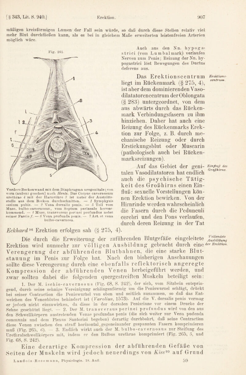 mäßigen kreisförmigen Lumen der Fall sein würde, so daß durch diese Stellen relativ viel mehr Blut durchfließen kann, als es bei in gleichem Maße erweiterten leistenfreien Arterien möglich wäre. Vordere Beckenwand mit dem Diaphragma urogenitale Yvon vorn (außen) gesehen] nach Henle. Das Corpus cavernosum urethrae 4 mit der Harnröhre 3 ist unter der Austritts¬ stelle aus dem Becken durchschnitten. — 1 Symphysis ossium puhis. — 2 Vena dorsalis penis. — 5 Teil vom Muse, bulbo-cavernosus, vom Septum perineale hervor- komraend. — t Muse, transversus perinei profundus nebst seiner Fascie/. — Vena profunda penis. — 7 Art. et vena bulbo-cavernosa. Auch aus den Nn. hypoga- s t r i c i (vom Lumbal mark) verlaufen Nerven zum Penis ; Reizung der Nn. hy- pogastrici löst Bewegungen des Ductus deferens aus. Das Erektionscentrum Ereknons- liegt im Eückenmark (§ 275, 4), ist aber dem dominierenden Vaso¬ dilatatorencentrum derOblongata (§ 283) untergeordnet, von dem aus abwärts durch das Rücken¬ mark Verbindungsfasern zu ihm hinziehen. Daher hat auch eine Reizung des Rückenmarks Erek¬ tion zur Folge, z. B. durch me¬ chanische Reizung oder durch Erstickungsblut oder Muscarin (pathologisch auch bei Rücken¬ marksreizungen). Auf das Gebiet der geni- des talen Vasodilatatoren hat endlich auch die psychische Tätig¬ keit des Großhirns einen Ein¬ fluß: sexuelle Vorstellungen kön¬ nen Erektion bewirken. Von der Hirnrinde werden wahrscheinlich die Fasern durch die Pedunculi cerebri und den Pons verlaufen, durch deren Reizung in der Tat Fig. 265. Eckhard^^ Erektion erfolgen sah (§ 275, 4). Die durch die Erweiterung der znführenden Blutgefäße eingeleitete Aulmdung Erektion wird nunmehr zur völligen Ausbildung gebracht durch der Ereution Verengerung der abführenden Blutbahnen, die eine starke Blut¬ stauung im Penis zur Folge hat. Nach den bisherigen Anschauungen sollte diese Verengerung durch eine ebenfalls reflektorisch angeregte Kompression der abführenden Venen herbeigeführt werden, und zwar sollten dabei die folgenden quergestreiften Muskeln beteiligt sein: 1. Der M. ischio-caverno s u s (Fig. 68, S. 242), der sich, vom Sitzbein entsprin¬ gend, durch seine sehnige Vereinigung schlingenförmig um die Peniswurzel schlägt, drückt bei seiner Contraction die Peniswurzel von oben und seitlich zusammen, so daß das Ent¬ weichen des Venenblutes behindert ist {Varolius, 1573). Auf die V. dorsalis penis vermag er jedoch nicht einzuwirken, da diese in der dorsalen Penisrinne vor einem Drucke der Sehne geschützt liegt. — 2. Der M. tr ans versus perinei profundus wird von den aus den Schwellkörpern austretenden Venae profundae penis (die sich weiter zur Vena pudenda communis und dem Plexus Santorini begeben) derartig durchbohrt, daß seine Contraction diese Venen zwischen den straff horizontal.gegeneinander gespannten Fasern komprimieren muß (Fig. 265, 6*). — 3. Endlich wirktauch der M. bulbo-cavernosus zur Steifung des ürethralschwellkörpers mit, indem er den Bulbus urethrae komprimiert (Fig. 265, 5, und Fig. 68, S. 242). Eine derartige Kompression der abführenden Gefäße von Seiten der Muskeln wird jedoch neuerdings von auf Grund L an d o i s - R o s e m a n n, Physiologie. 18. Anfl. 59