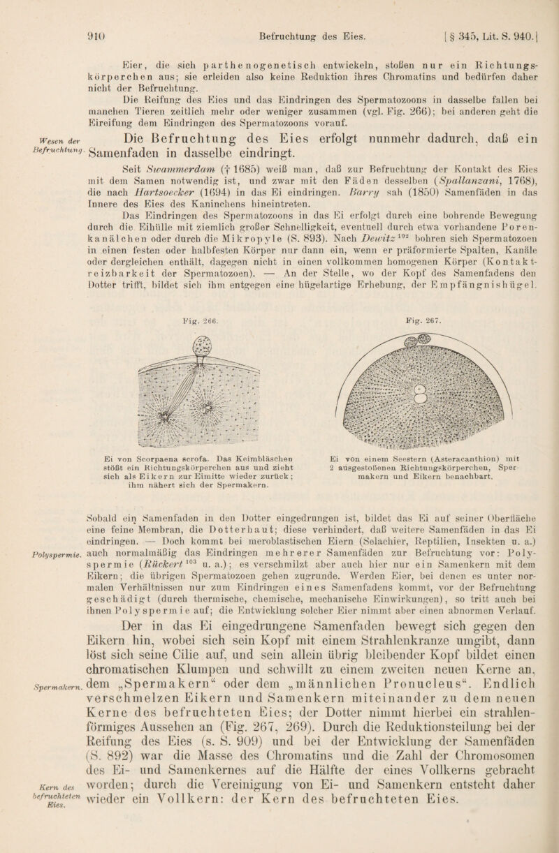 Eier, die sich parthenogenetisch entwickeln, stoßen nur ein Richtungs- korperchen aus; sie erleiden also keine Reduktion ihres Chromatins und bedürfen daher nicht der Befruchtung. Die Reifung des Plies und das Eindringen des Spermatozoons in dasselbe fallen bei manclien Tieren zeitlich mehr oder weniger zusammen (vgl. Fig. 266); bei anderen geht die Eireifung dem Eindringen des Spermatozoons vorauf. Wesen der Die ßefruchtiiiig des Eies erfolgt nunmehr dadurch, daß ein Befruchtung, ^ameufadeii in dasselbe eindringt. Seit Sivatnrnerdam (f 1685) weiß man, daß zur Befruchtung der Kontakt des Eies mit dem Samen notwendig ist, und zwar mit den Fäden desselben {Spallatizani, 1768), die nach Hartsoecker (1694) in das Ei eindringen. Barry sah (1850) Samenfäden in das Innere des Eies des Kaninchens hineintreten. Das Eindringen des Spermatozoons in das Ei erfolgt durch eine bohrende Bewegung durch die Eihülle mit ziemlich großer Schnelligkeit, eventuell durch etwa vorhandene Poren¬ kanälchen oder durch die Mikropyle (S. 893). Nach Dewitz'^^'^ bohren sich Spermatozoen in einen festen oder halbfesten Körper nur dann ein, wenn er präformierte Spalten, Kanäle oder dergleichen enthält, dagegen nicht in einen vollkommen homogenen Körper (Kontakt¬ reizbarkeit der Spermatozoen). — An der Stelle, wo der Kopf des Samenfadens den Dotter trifft, bildet sich ihm entgegen eine hügelartige Erhebung, der Empfängnishügel. Kig. ‘266. Fig. 267. Ei von Scorpaena Hcrofa. Das Keimbläschen stößt ein Kichtungshörperchen aus und zieht sich als Eikern zur Eimitte wieder zurück; ihm nähert sich der Spermakern. Ei von einem Seestern (Asteracanthion) mit 2 ausgestoßenen Richtuiigskörperchen, Sper makern und Eikern benachbart. Sobald ein Samenfaden in den Dotter eingedrungen ist, bildet das Ei auf seiner Oberfläche eine feine Membran, die Dotter haut; diese verhindert, daß weitere Samenfäden in das Ei eindringen. — Doch kommt bei meroblastischen Eiern (Selachier, Reptilien, Insekten u. a.) Polyspermie, auch normalmäßig das Eindringen mehrerer Samenfäden zur Befruchtung vor: Poly¬ spermie {Rückert^^^ u. a.); es verschmilzt aber auch hier nur ein Samenkern mit dem Eikern; die übrigen Spermatozoen gehen zugrunde. Werden Eier, bei denen es unter nor¬ malen Verhältnissen nur zum Eindringen eines Samenfadens kommt, vor der Befruchtung geschädigt (durch thermische, chemische, mechanische Einwirkungen), so tritt auch bei ihnen Pol y spe rm i e auf; die Entwicklung solcher Eier nimmt aber einen abnormen Verlauf. Der in das Ei eingedrungene Samenfaden bewegt sich gegen den Eikern hin, wobei sich sein Kopf mit einem Strahlenkränze umgibt, dann löst sich seine Cilie auf, und sein allein übrig bleibender Kopf bildet einen chromatischen Klumpen und schwillt zu einem zweiten neuen Kerne an, Spermakern. „Spermukem“ oder dem „männlichen Pronucleus“. Endlich verschmelzen Eikern und Samenkern miteinander zu dem neuen Kerne des befruchteten Eies; der Dotter nimmt hierbei ein strahlen¬ förmiges Aussehen an (Eig. 267, 269). Durch die Keduktionsteilung bei der Reifung des Eies (s. S. 909) und bei der Entwicklung der Samenfäden (S. 892) war die Masse des Chromatins und die Zahl der Chromosomen des Ei- und Samenkernes auf die Hälfte der eines Vollkerns gebracht Kern des wordcii; durcli die Vereinigung von Ei- und Samenkern entsteht daher befruchteten yyieder cin Vollkern: der Kern des befruchteten Eies. Eies.