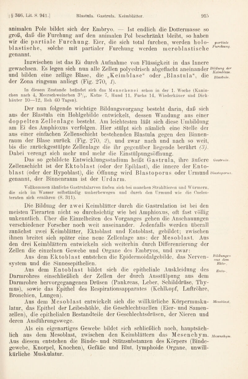 animalen Pole bildet sich der Embryo. — Ist endlich die Dottermasse so groß, daß die Furchung auf den animalen Pol beschränkt bleibt, so haben wir die partiale Furchung. Eier, die sich total furchen, w^erden holo- blastische, solche mit partialer Furchung werden meroblastische genannt. Inzwischen ist das Ei durch Aufnahme von Flüssigkeit in das Innere gewachsen. Es legen sich nun alle Zellen polyedrisch abgeflacht aneinander und bilden eine zellige Blase, die „Keimblase“ oder „Blastuia“, die der Zona ringsum anliegt (Fig. 270, 1). In diesem Zustande befindet sich das Meuschenei schon in der 1. Woche (Kanin¬ chen nach 4, Meerschweinchen SVa, Katze 7, Hund 11, Fuchs 14, Wiederkäuer und Dick¬ häuter 10—12, lieh 60 Tagen). Der nun folgende wichtige BildungsVorgang besteht darin, daß sich aus der Blastuia ein Hohlgebilde entwickelt, dessen Wandung aus einer doppelten Zellenlage besteht. Am leichtesten läßt sich diese Umbildung am Ei des Amphioxus verfolgen. Hier stülpt sich nämlich eine Stelle der aus einer einfachen Zellenschicht bestehenden Blastuia gegen den Binnen¬ raum der Blase zurück (Fig. 270, 2), und zwar nach und nach so weit, bis die zurückgestülpte Zellenlage die ihr gegenüber liegende berührt (3). Dabei verengt sich mehr und mehr die Einstülpungsöffnung. Das so gebildete Entwicklungsstadium heißt Gastrula, ihre äußere Zellenschicht ist der Ektoblast (oder der Epiblast), die innere der Ento- blast (oder der Hypoblast), die Ölfnung wird Blastoporus oder Urmund genannt, der Binnenraum ist der Urdarm. Vollkommen ähnliche Gastrulalarven finden sich bei manchen Strahltieren und Würmern, die sich im Wasser selbständig umherbewegen und durch den Urmund wie die Coelen- teraten sich ernähren (S. 311). Die Bildung der zwei Keimblätter durch die Gastrulation ist bei den meisten Tierarten nicht so durchsichtig wie bei Amphioxus, oft fast völlig unkenntlich. Über die Einzelheiten des Vorganges gehen die Anschauungen verschiedener Forscher noch weit auseinander. Jedenfalls werden überall zunächst zwei Keimblätter, Ektoblast und Entoblast, gebildet; zwischen ihnen breitet sich später eine neue Zellenlage aus: der Mesoblast. Aus den drei Keimblättern entwickeln sich weiterhin durch Differenzierung der Zellen die einzelnen Gewebe und Organe des Embryos, und zwar: Aus dem Ektoblast entstehen die Epidermoidalgebilde, das Nerven¬ system und die Sinnesepithelien. Aus dem Entoblast bildet sich die epitheliale Auskleidung des Darmrohres einschließlich der Zellen der durch Ausstülpung aus dem Darmrohre hervorgegangenen Drüsen (Pankreas, Leber, Schilddrüse, Thy¬ mus), sowie das Epithel des Respirationsapparates (Kehlkopf, Luftröhre, Bronchien, Lungen). Aus dem Mesoblast entwickelt sich die willkürliche Körpermusku¬ latur, das Epithel der Leibeshöhle, die Geschlechtszellen (Eier- und Samen¬ zellen), die epithelialen Bestandteile der Geschlechtsdrüsen, der Nieren und deren Ausführungswege. Als ein eigenartiges Gewebe bildet sich schließlich noch, hauptsäch¬ lich aus dem Mesoblast, zwischen den Keimblättern das Mesenchym. Aus diesem entstehen die Binde- und Stützsubstanzen des Körpers (Binde¬ gewebe, Knorpel, Knochen), Gefäße und Blut, lymphoide Organe, unwill¬ kürliche Muskulatur. partiale Furchung Bildung der Keimblase. Blastuia. Gastritla. Blastoporus. Bildungen aus dem Ekto-, Enlo-, Mesoblast. Mesenchym.
