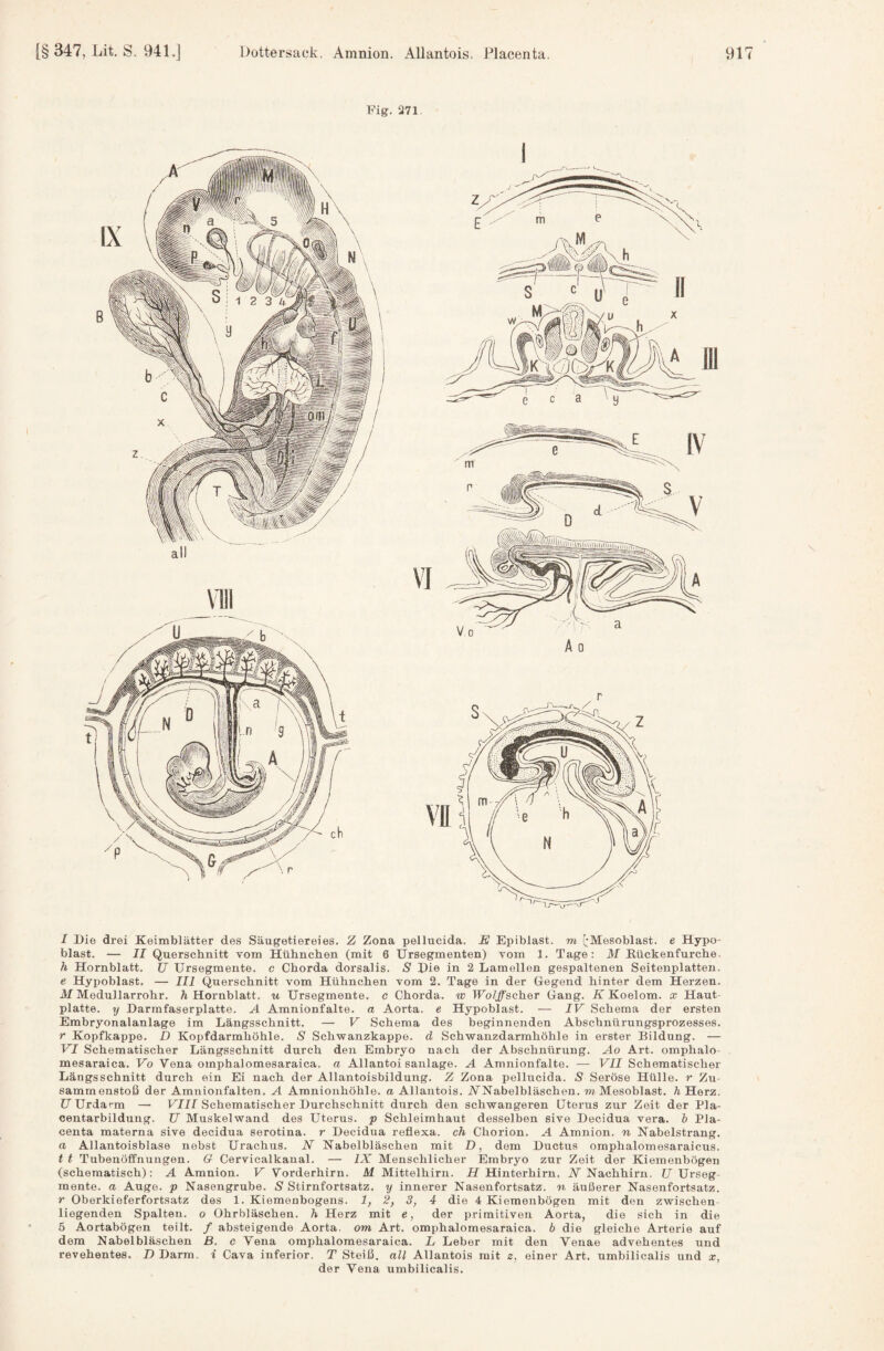 Fig. 271 I Die drei Keimblätter des Säugetiereies. Z Zona pellucida. E Epiblast, m ['Mesoblast. e Hypo¬ blast. — II Querschnitt vom Htilmcben (mit 6 Ursegmenten) vom 1. Tage: M Kückenfurche. h Hornblatt. U Ursegmente. c Chorda dorsalis. S Die in 2 Lamellen gespaltenen Seitenplatten. e Hypoblast, — III Querschnitt vom Hühnchen vom 2. Tage in der Gegend hinter dem Herzen. Af Medullarrohr. ä Hornblatt, u Ursegmente. c Chorda, w Wolffscher Gang. K Koelom. x Haut¬ platte. y Darmfaserplatte. A Amnionfalte, a Aorta, e Hypoblast. — IV Schema der ersten Embryonalanlage im Längsschnitt. — V Schema des beginnenden Abschnürungsprozesses. r Kopfkappe. D Kopfdarmhöhle. S Schwanzkappe, d Schwanzdarmhöhle in erster Bildung. — VI Schematischer Längsschnitt durch den Embryo nach der Abschnürung. Ao Art. omphalo mesaraica. Vo Vena omphalomesaraica. a Allantoi sanlage. A Amnionfalte. — VII Schematischer Längsschnitt durch ein Ei nach der Allantoisbildung. Z Zona pellucida. Seröse Hülle, r Zu¬ sammenstoß der Amnionfalten. A Amnionhöhle, a Allantois. ANabelbläschen. to Mesoblast, h Herz. UUrdarra — FTIf Schematischer Durchschnitt durch den schwangeren Uterus zur Zeit der Pla- centarbildung. U Muskelwand des Uterus, p Schleimhaut desselben sive Decidua vera. b Pla¬ centa materna sive decidua serotina. r Decidua reflexa. ch Chorion. A Amnion, n Nabelstrang. a Allantoisblase nebst Urachus. N Nabelbläschen mit D, dem Ductus omphalomesaraicus. t t Tubenöffnungen. G Cervicalkanal. — IX Menschlicher Embryo zur Zeit der Kiemenbögen (schematisch): A Amnion. V Vorderhirn. M Mittelhirn. H Hinterhirn. iV Nachhirn. Z7 Urseg¬ mente. a Auge, p Nasengrube. S Stirnfortsatz, y innerer Nasenfortsatz, n äußerer Nasenfortsatz. r Oberkieferfortsatz des 1. Kiemenbogens. 1, 2, 3, 4 die 4 Kiemenbögen mit den zwischen¬ liegenden Spalten, o Ohrbläschen, h Herz mit e, der primitiven Aorta, die sich in die 5 Aortabögen teilt. / absteigende Aorta, om Art. omphalomesaraica. b die gleiche Arterie auf dem Nabelbläschen B. c Vena omphalomesaraica. L Leber mit den Venae advehentes und revehentes. D Darm i Cava inferior. T Steiß, all Allantois mit z, einer Art. umbilicalis und x, der Vena umbilicalis.