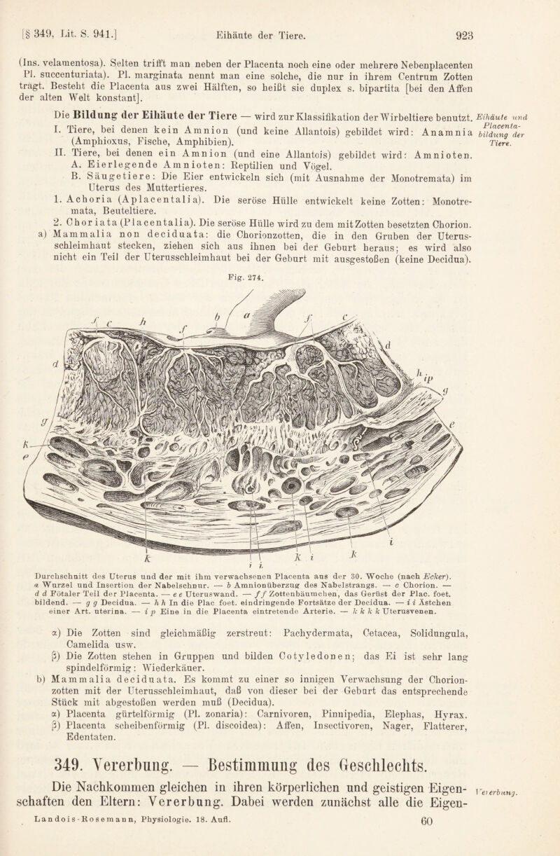 (Ins. velamentosa). Selten trifi’t man neben der Placenta noch eine oder mehrere Nebenplacenten PI. snccenturiata). PI. marginata nennt man eine solche, die nur in ihrem Centrum Zotten trägt. Besteht die Placenta aus zwei Hälften, so heißt sie duplex s. bipartita [bei den Affen der alten Welt konstant]. Die ßilduiig der Eihäute der Tiere — wird zur Klassifikation der Wirbeltiere benutzt. Eihäute und I. Tiere, bei denen kein Amnion (und keine Allantois) gebildet wird: Anamnia bitdunTder (Amphioxus, Fische, Amphibien). Türe. II. Tiere, bei denen ein Amnion (und eine Allantois) gebildet wird: Amnioten. A. Eierlegende Amnioten: Reptilien und Vögel. B. Säugetiere: Die Eier entwickeln sich (mit Ausnahme der Monotremata) im Uterus des Muttertieres. 1. Achoria (Aplacentali a). Die seröse Hülle entwickelt keine Zotten: Monotre¬ mata, Beuteltiere. 2. Choriata(Placentalia). Die seröse Hülle wird zu dem mit Zotten besetzten Chorion. a) Mammalia non deciduata: die Chorionzotten, die in den Gruben der Uterus¬ schleimhaut stecken, ziehen sich aus ihnen bei der Geburt heraus; es wird also nicht ein Teil der Uterusschleimhaut bei der Geburt mit ausgestoßen (keine Decidua). Fig. 274, Durchschnitt des Uterus und der mit ihm verwachsenen Placenta ans der 30. Woche (nach Echer). «Wurzel und Insertion der Nabelschnur. — & Amnionüberzug des Nabelstrangs. —■ c Chorion. — d d Fötaler Teil der Placenta. — ee Uteruswand. — ff Zottenbäumchen, das Gerüst der Plac. foet. bildend. — g g Decidua. — hhln die Plac foet. eindringende Fortsätze der Decidua. — i i Ästchen einer Art. uterina. — i p Eine in die Placenta eintretende Arterie. — k k k k Uterusvenen. a) Die Zotten sind gleichmäßig zerstreut: Pachydermata, Cetacea, Solidungula, Camelida usw. ß) Die Zotten stehen in Gruppen und bilden Cotyledonen; das Ei ist sehr lang spindelförmig: Wiederkäuer. b) Mammalia deciduata. Es kommt zu einer so innigen Verwachsung der Chorion¬ zotten mit der Uterusschleimhaut, daß von dieser bei der Geburt das entsprechende Stück mit abgestoßen werden muß (Decidua), a) Placenta gürtelförmig (PI. zonaria): Carnivoren, Pinuipedia, Elephas, Hyrax. ß) Placenta scheibenförmig (PI. discoidea): Affen, Insectivoren, Nager, Flatterer, Edentaten. 349. Vererbung. — Bestimmung des Gesclileclits. Die Nachkommen gleichen in ihren körperlichen und geistigen Eigen- ve>erbang schäften den Eltern: Vererbung. Dabei werden zunächst alle die Eigen- Lan do i s-Ro s e m an n, Physiologie. 18. Aufl. 0Q