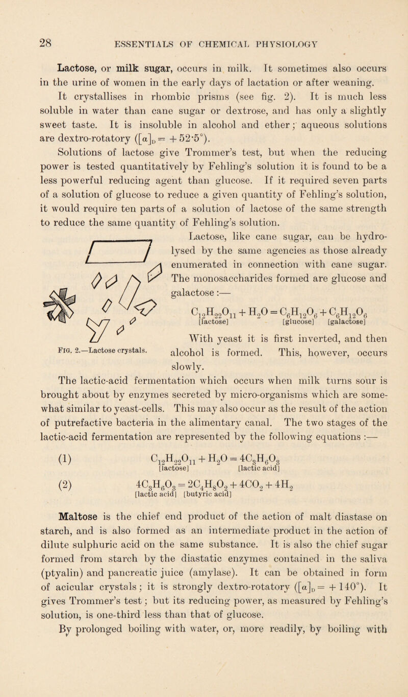 Lactose, or milk sugar, occurs in milk. It sometimes also occurs in the urine of women in the early days of lactation or after weaning. It crystallises in rhombic prisms (see fig. 2). It is much less soluble in water than cane sugar or dextrose, and has only a slightly sweet taste. It is insoluble in alcohol and etheraqueous solutions are dextro-rotatory ([a]D= +52*5°). Solutions of lactose give Trommer’s test, but when the reducing power is tested quantitatively by Fehling’s solution it is found to be a less powerful reducing agent than glucose. If it required seven parts of a solution of glucose to reduce a given quantity of Fehling’s solution, it would require ten parts of a solution of lactose of the same strength to reduce the same quantity of Fehling’s solution. Lactose, like cane sugar, can be hydro¬ lysed by the same agencies as those already enumerated in connection with cane sugar. The monosaccharides formed are glucose and galactose :— ^12^22^11 + H2O = C6H1206 + C6H1206 [lactose] [glucose] [galactose] With yeast it is first inverted, and then alcohol is formed. This, however, occurs slowly. The lactic-acid fermentation which occurs when milk turns sour is brought about by enzymes secreted by micro-organisms which are some¬ what similar to yeast-cells. This may also occur as the result of the action of putrefactive bacteria in the alimentary canal. The two stages of the lactic-acid fermentation are represented by the following equations :— (1) C12H22On + H20 = 4C3H603 [lactose] [lactic acid] (2) 4C8Hfl08 = 2C4H802 + 4C02 + 4H9 [lactic acid] [butyric acid] Maltose is the chief end product of the action of malt diastase on starch, and is also formed as an intermediate product in the action of dilute sulphuric acid on the same substance. It is also the chief sugar formed from starch by the diastatic enzymes contained in the saliva (ptyalin) and pancreatic juice (amylase). It can be obtained in form of aeicular crystals; it is strongly dextro-rotatory ([a]D= +140°). It gives Trommer’s test; but its reducing power, as measured by Fehling’s solution, is one-third less than that of glucose. By prolonged boiling with water, or, more readily, by boiling with