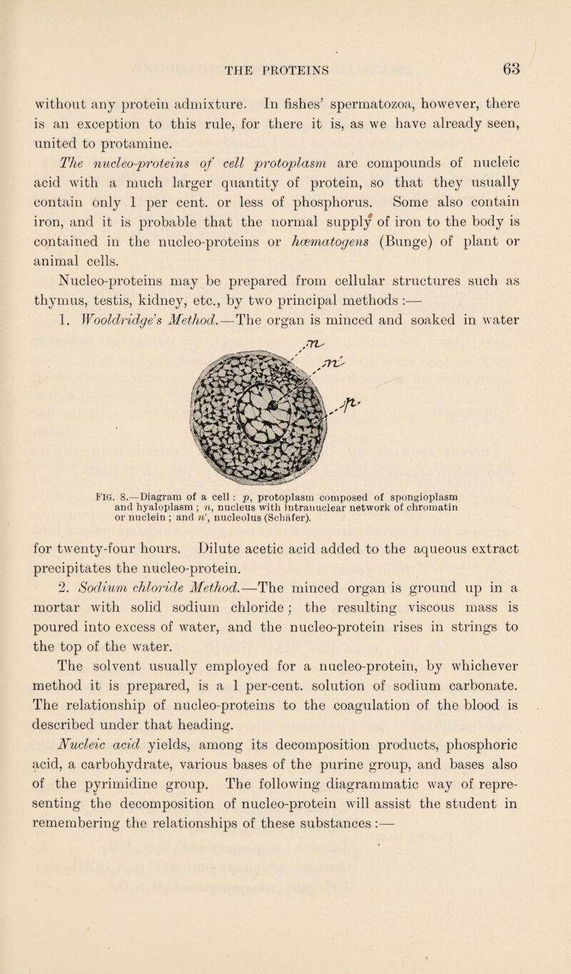 without any protein admixture. In fishes’ spermatozoa, however, there is an exception to this rule, for there it is, as we have already seen, united to protamine. The nucleo-proteins of cell protoplasm are compounds of nucleic acid with a much larger quantity of protein, so that they usually contain only 1 per cent, or less of phosphorus. Some also contain iron, and it is probable that the normal supply of iron to the body is contained in the nucleo-proteins or hoematogens (Bunge) of plant or animal cells. Nucleo-proteins may be prepared from cellular structures such as thymus, testis, kidney, etc., by two principal methods :— 1. Wooldridge's Method.—-The organ is minced and soaked in water FIG. 8.—Diagram of a cell : p, protoplasm composed of spongioplasm and hyaloplasm ; n, nucleus with intranuclear network of chromatin or nuclein ; and n', nucleolus (Schafer). for twenty-four hours. Dilute acetic acid added to the aqueous extract precipitates the nucleo-protein. 2. Sodium chloride Method.—The minced organ is ground up in a mortar with solid sodium chloride; the resulting viscous mass is poured into excess of water, and the nucleo-protein rises in strings to the top of the water. The solvent usually employed for a nucleo-protein, by whichever method it is prepared, is a 1 per-cent, solution of sodium carbonate. The relationship of nucleo-proteins to the coagulation of the blood is described under that heading. Nucleic acid yields, among its decomposition products, phosphoric acid, a carbohydrate, various bases of the purine group, and bases also of the pyrimidine group. The following diagrammatic way of repre¬ senting the decomposition of nucleo-protein will assist the student in remembering the relationships of these substances:—