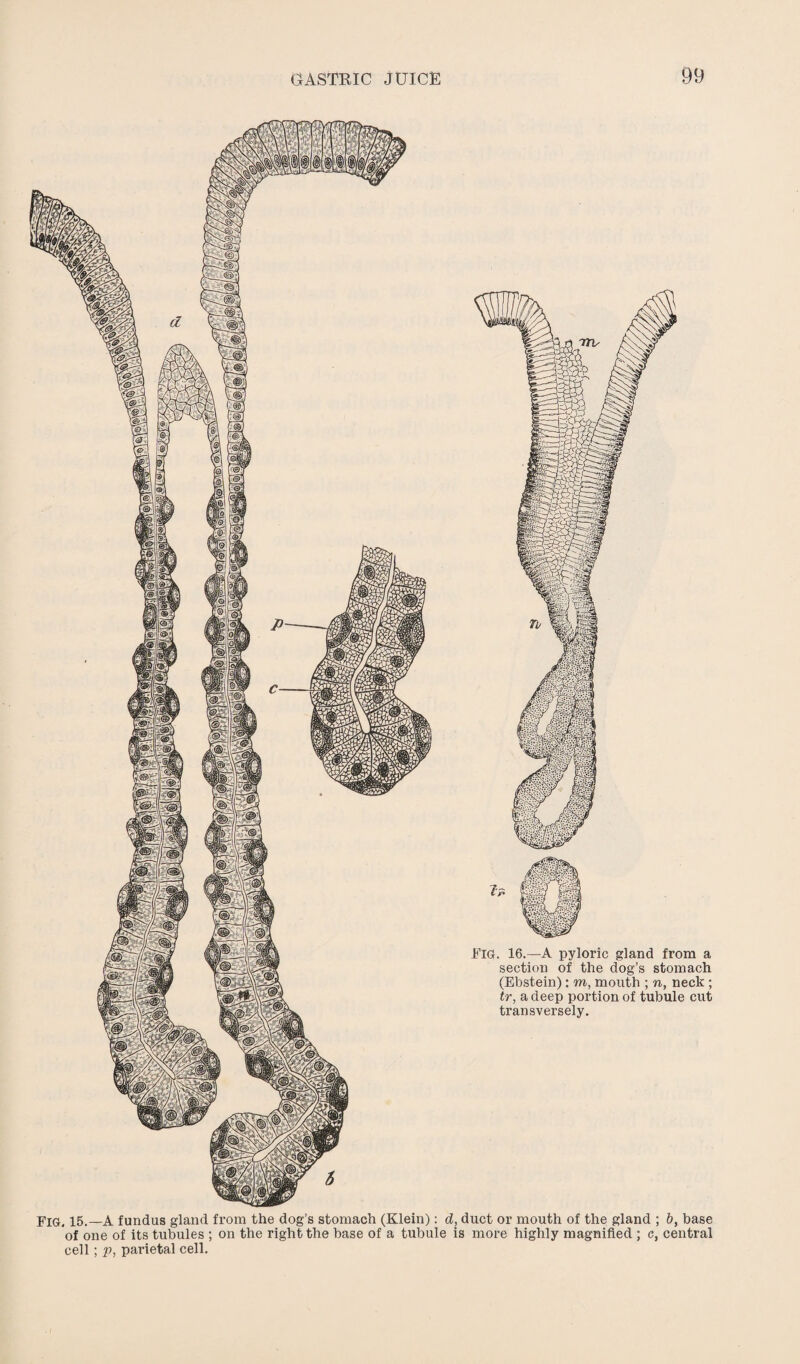 FIG. 16.—A pyloric gland from a section of the dog’s stomach (Ebstein): m, mouth ; n, neck ; tr, a deep portion of tubule cut transversely. Fig. 15.—A fundus gland from the dog’s stomach (Klein): d, duct or mouth of the gland ; b, base of one of its tubules ; on the right the base of a tubule is more highly magnified ; c, central cell; p, parietal cell.
