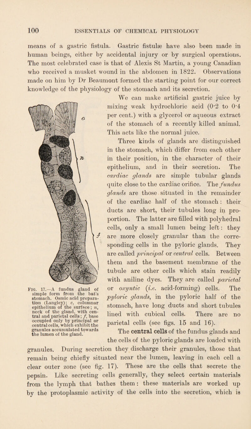 means of a gastric fistula. Gastric fistulse have also been made in human beings, either by accidental injury or by surgical operations. The most celebrated case is that of Alexis St Martin, a young Canadian who received a musket wound in the abdomen in 1822. Observations made on him by Dr Beaumont formed the starting point for our correct knowledge of the physiology of the stomach and its secretion. We can make artificial gastric juice by mixing weak hydrochloric acid (02 to 04 per cent.) with a glycerol or aqueous extract of the stomach of a recently killed animal. This acts like the normal juice. Three kinds of glands are distinguished in the stomach, which differ from each other in their position, in the character of their epithelium, and in their secretion. The cardiac glands are simple tubular glands quite close to the cardiac orifice. The fundus glands are those situated in the remainder of the cardiac half of the stomach : their ducts are short, their tubules long in pro¬ portion. The latter are filled with polyhedral cells, only a small lumen being left: they are more closely granular than the corre¬ sponding cells in the pyloric glands. They are called principal or central cells. Between them and the basement membrane of the tubule are other cells which stain readily with aniline dyes. They are called parietal or oxyntic (i.e. acid-forming) cells. The pyloric glands, in the pyloric half of the stomach, have long ducts and short tubules lined with cubical cells. There are no parietal cells (see figs. 15 and 16). The central cells of the fundus glands and the cells of the pyloric glands are loaded with granules. During secretion they discharge their granules, those that remain being chiefly situated near the lumen, leaving in each cell a clear outer zone (see fig. 17). These are the cells that secrete the pepsin. Like secreting cells generally, they select certain materials from the lymph that bathes them: these materials are worked up by the protoplasmic activity of the cells into the secretion, which is FIG. 17.—A fundus gland of simple form from the bat’s stomach. Osmic acid prepara¬ tion (Langley); c, columnar epithelium of the surface; n, neck of the gland, with cen¬ tral and parietal cells; /, base occupied only by principal or central cells, which exhibit the granules accumulated towards the lumen of the gland.