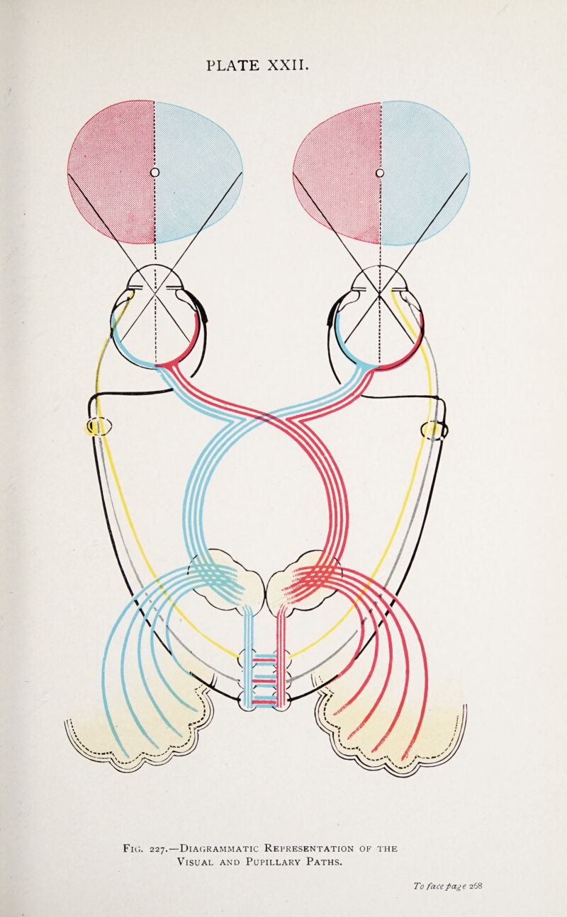 ttss&tff: Fig. 227.—Diagrammatic Representation of the Visual and Pupillary Paths. To face page 268