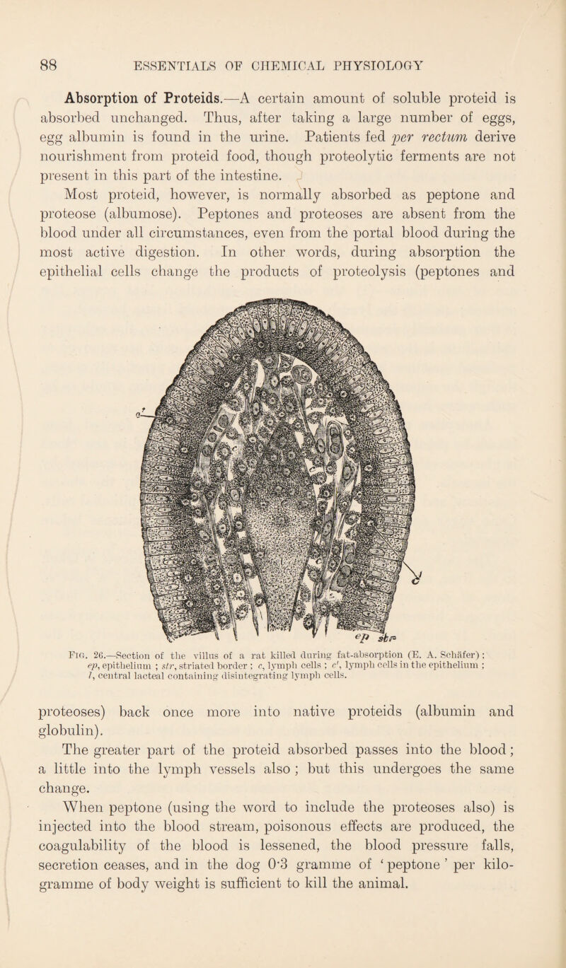 Absorption of Proteids.—A certain amount of soluble proteid is absorbed unchanged. Thus, after taking a large number of eggs, egg albumin is found in the urine. Patients fed per rectum derive nourishment from proteid food, though proteolytic ferments are not present in this part of the intestine. Most proteid, however, is normally absorbed as peptone and proteose (albumose). Peptones and proteoses are absent from the blood under all circumstances, even from the portal blood during the most active digestion. In other words, during absorption the epithelial cells change the products of proteolysis (peptones and Fio. 26.—Section of the villus of a rat killed during fat-absorption (E. A. Schafer) : ep, epithelium ; str, striated border : c, lymph cells ; c', lymph cells in the epithelium ; /, central lacteal containing disintegrating lymph cells. proteoses) back once more into native proteids (albumin and globulin). The greater part of the proteid absorbed passes into the blood; a little into the lymph vessels also ; but this undergoes the same change. When peptone (using the word to include the proteoses also) is injected into the blood stream, poisonous effects are produced, the coagulability of the blood is lessened, the blood pressure falls, secretion ceases, and in the dog 03 gramme of ‘ peptone ’ per kilo¬ gramme of body weight is sufficient to kill the animal.